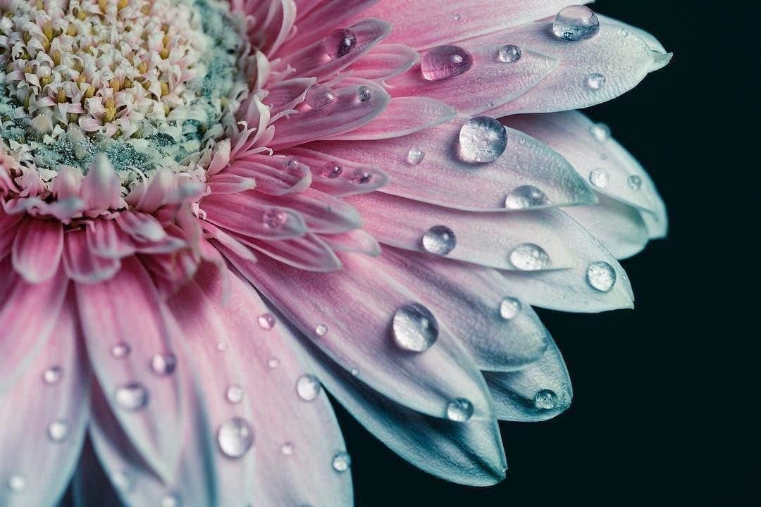 花の写真館のインスタグラム：「Photo by @sd_photograph.⠀ https://instagram.com/sd_photograph/⠀ .⠀ Original Post[投稿頂いたURL]⠀ https://www.instagram.com/p/BW2xmUmlWvB/⠀ .⠀ 本アカウントは、 #私の花の写真 をつけてInstagramに投稿された皆さまの花の写真や、「花の写真館」Facebookページで投稿された花の写真を紹介します。⠀ 「花の写真館」Facebookページは、「 @floral.photograph 」のプロフィールにあるURLからご覧ください。⠀ .⠀ #花の写真館 #floralphotograph #floralphoto #flower #flowers #富士フイルム #FUJIFILM⠀ Follow: @floral.photograph」
