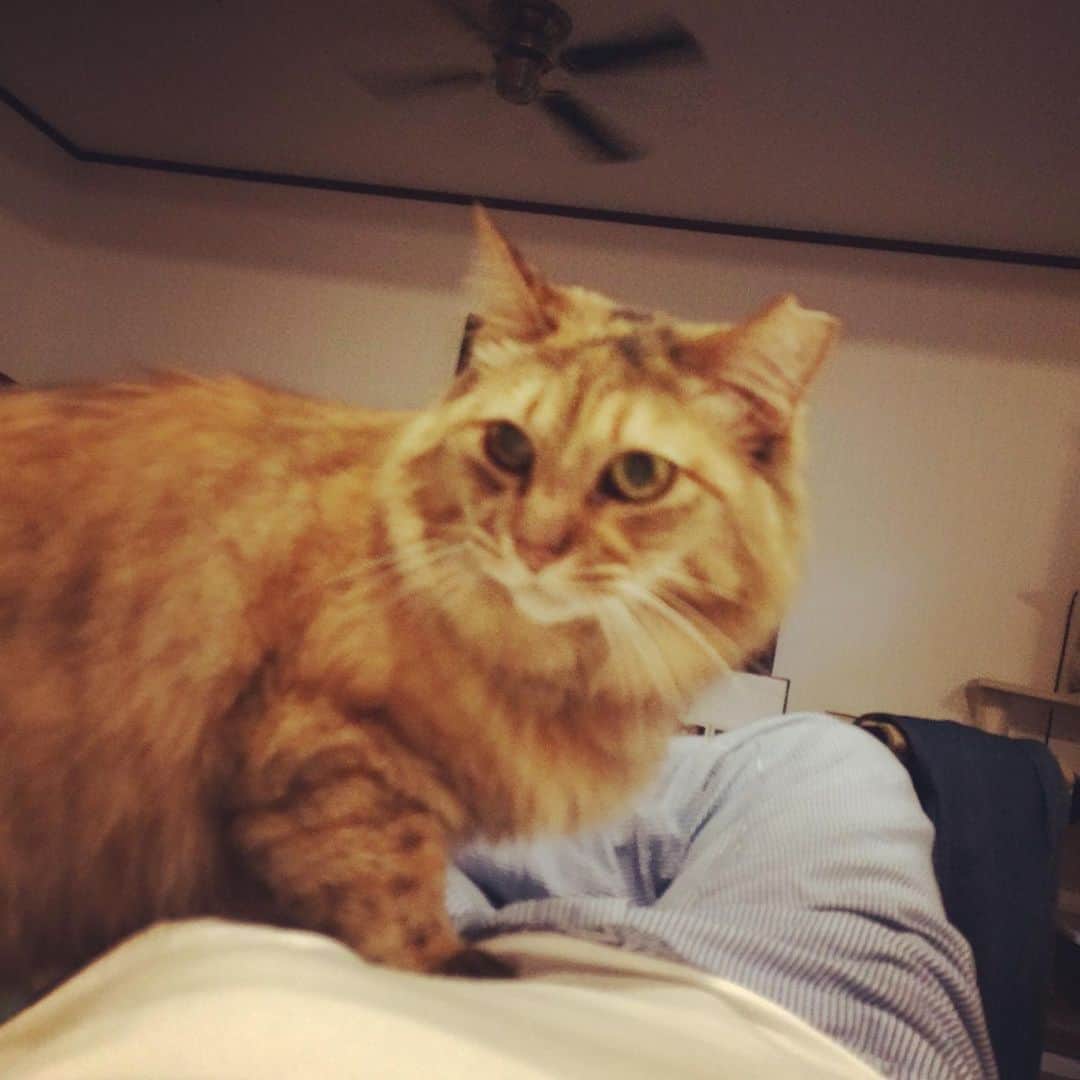 岡田屋鉄蔵のインスタグラム：「人の腹の上でドヤ顔。からの猫腹巻。熱い。」