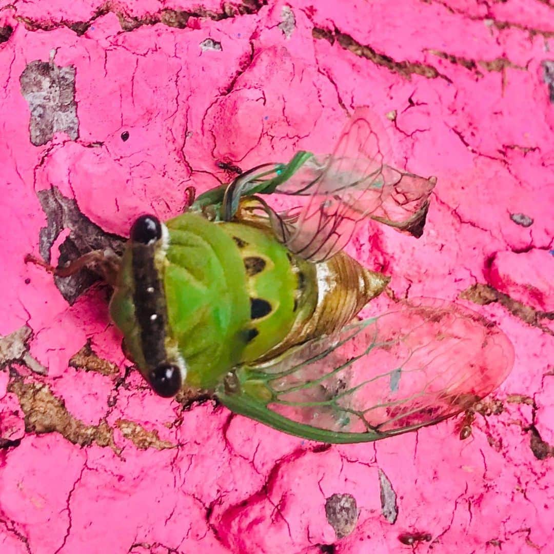 ウェイン・コインさんのインスタグラム写真 - (ウェイン・コインInstagram)「... locust with damaged wing slowly dying on pink tree....」7月23日 5時18分 - waynecoyne5