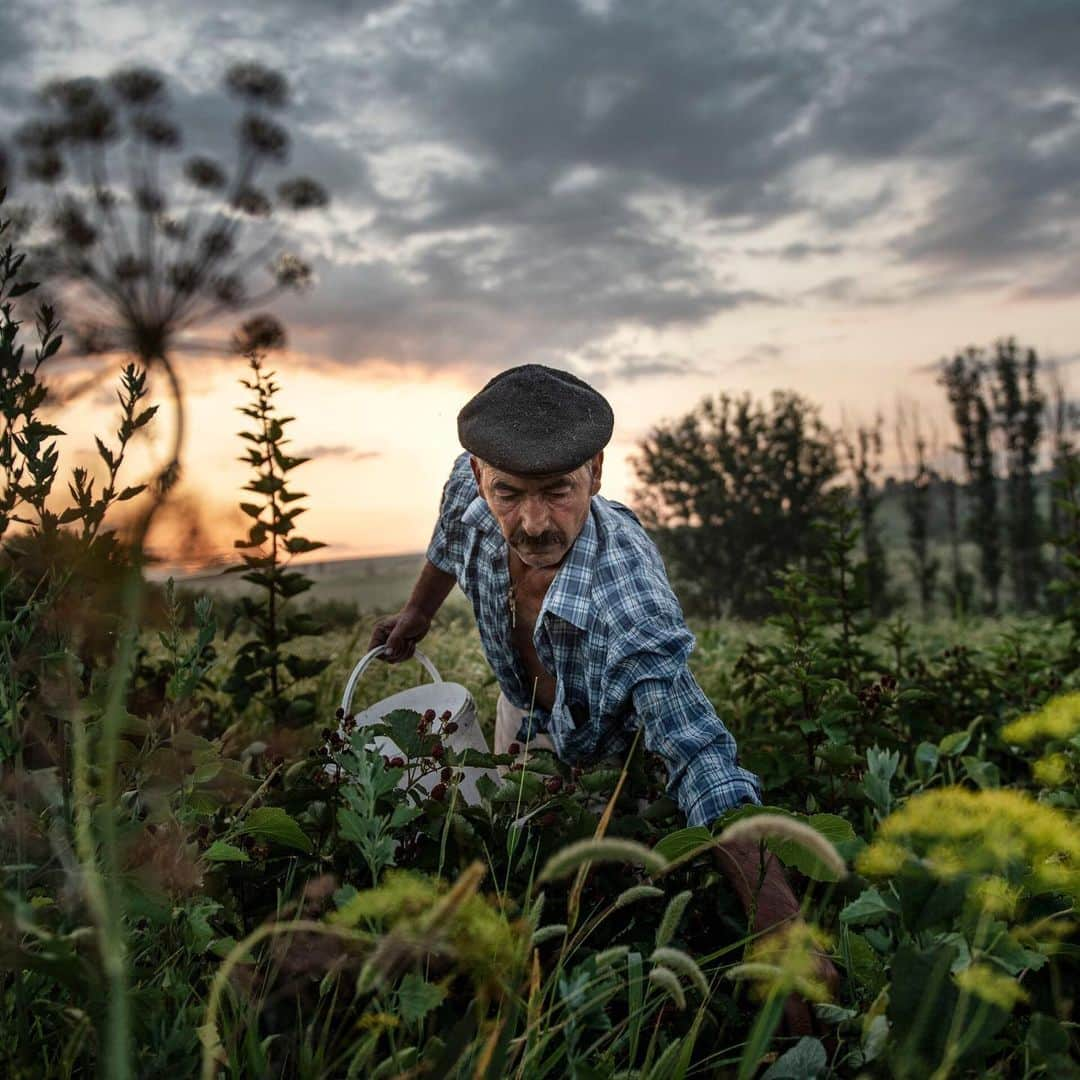 ニューヨーク・タイムズさんのインスタグラム写真 - (ニューヨーク・タイムズInstagram)「Three people lived in this village at the start of the year. Then 2 were murdered. Grisa Muntean is now the sole inhabitant of Dobrusa, a Moldovan village that started to empty out after the fall of the Soviet Union. “The loneliness kills you," he said. For company, Grisa has only his animals — 2 cats, 5 dogs, 9 turkeys, 15 geese, 42 chickens, about 50 pigeons, 120 ducks and several thousand bees — amid his former neighbors’ houses, which are vanishing almost as fast as their owners did. “When I work, I speak with the trees,” he said. “With the birds, with the animals, with my tools. There is no one else to talk to.” Click the link in our bio to read more about what it's like to be the sole resident of your village. @laetitiavancon took this photo.」7月23日 5時59分 - nytimes