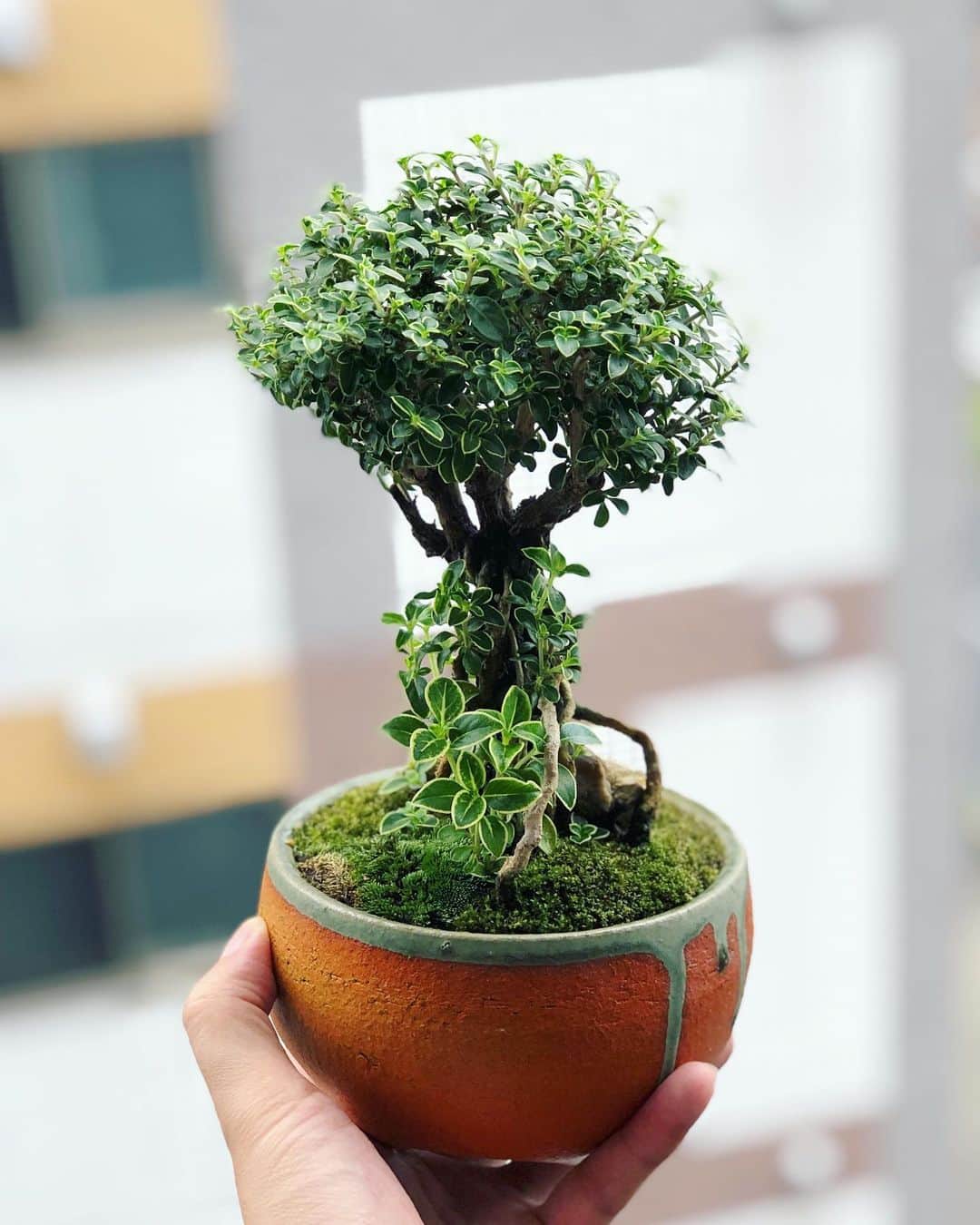 金成公信のインスタグラム：「仕上がり方がすごい。ちょっと北海道行ってきます。#盆栽 #bonsai #bonsaijapan #japanesebonsai #wabisabi #bonsailovers #bonsailife #bonsaitree #bonsaiart #bonsaigram #bonsaiworld #plants #tree #greenlife #greenlifestyle」