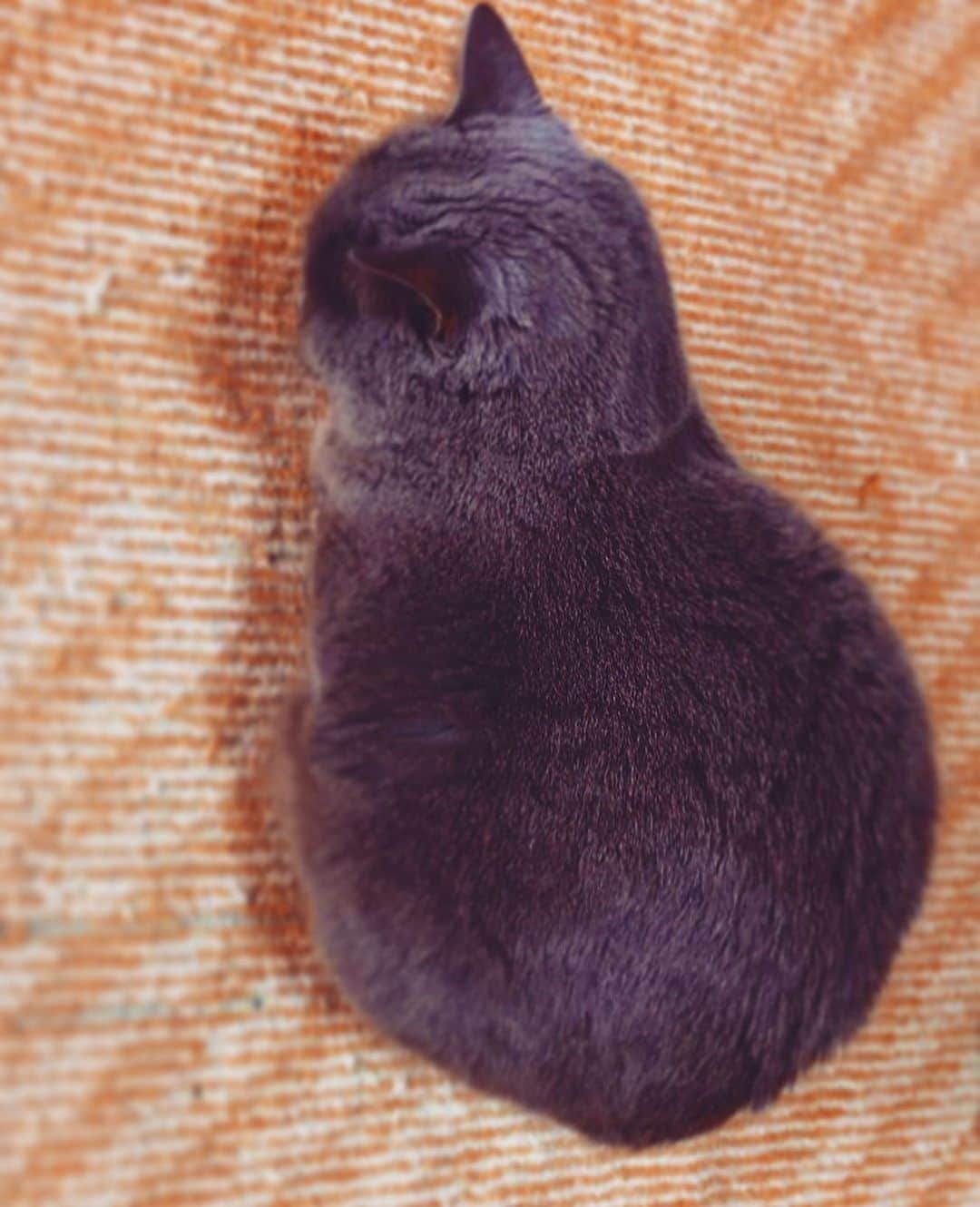 チキン南蛮カレーのルウ王子のグルメインスタ