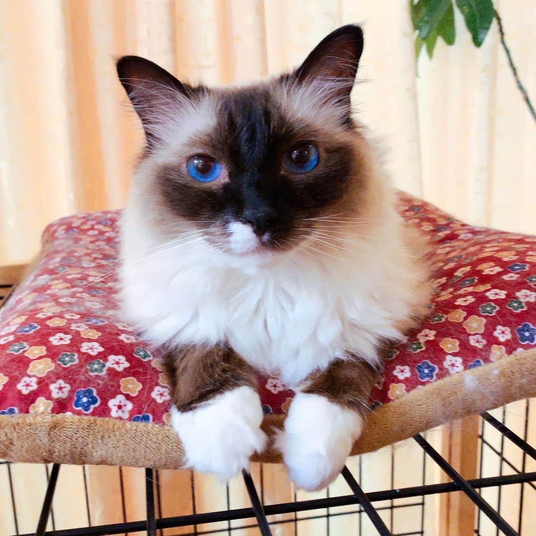takegaeruのインスタグラム：「きゃわたんおてて #cat #猫 #ragdoll #ラグドール #ホワイトポッチーズ」