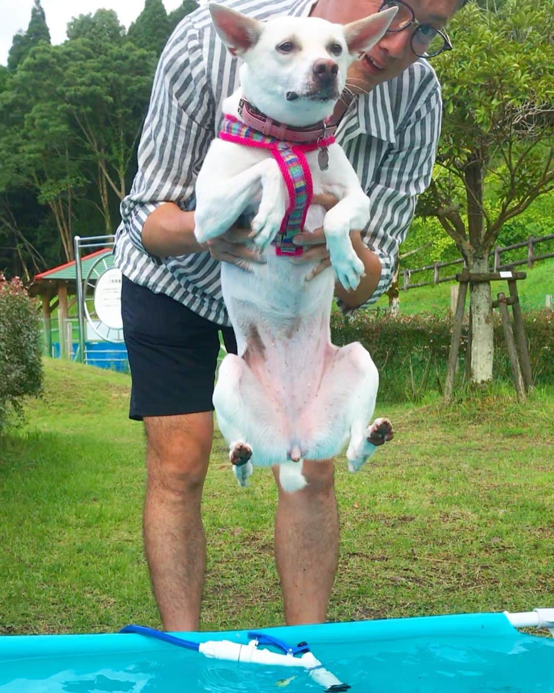 柴犬ハル&保護犬すずさんのインスタグラム写真 - (柴犬ハル&保護犬すずInstagram)「👙 . 「おとーしゃーーん。。。 ハルねーちゃんの次は、 すずですか👙 ビキニ着てないけど大丈夫ですか」 . #ピンクの水着忘れてきましたが #東京オリンピックだと思って頑張ります #自由形でメダル狙いまth #日焼け止めのスズッサ塗るの忘れてたーー！ . #柴犬#柴#kagoshima#dog#puppy#shibainu#shibastagram#いぬバカ部#family#鹿児島#赤柴#雑種#天文館#日本犬#保護犬を家族に#日焼け止め#水着」7月22日 21時46分 - haruharu040777