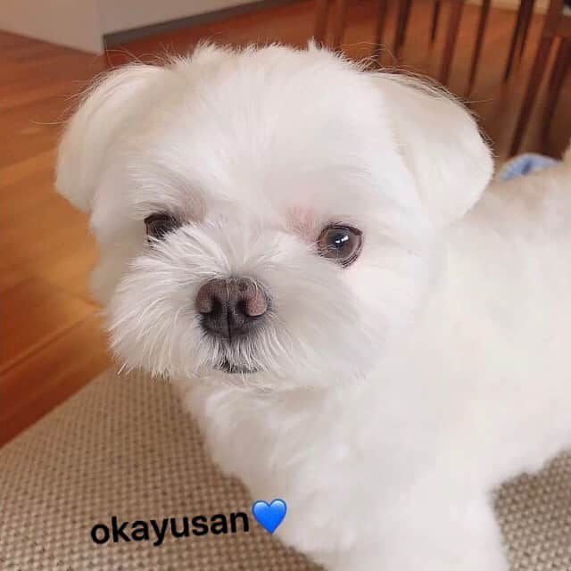 おかゆ & おもちさんのインスタグラム写真 - (おかゆ & おもちInstagram)「...🐶💕🐶..・.✂️ . . もっち、ヒートも終わり、トリミングしてもらいました🥰 . やっとスッキリ〜〜✨✨ . . . おかゆも、ゆ〜ヤさんに行きたがるので、シャンプーだけしてもらいました🧴🛁 . . おかゆの瞳は...茶色いなぁ👀 . . . ❤︎ .  #maltese #malteseofinstagram #happydog #dogsmile #doglove #doglover #doglife #dogsofinstagram #dogstagram #instadog #lovedogs #ilovemydog #cutedog #west_dog_japan #dogoftheday #멍스타그램 #애견 #말티즈 . #okayusan #マルチーズ #マルチーズ好き #エブリドッグ #癒しわんこ #わんこ #愛犬 #大好き #pecoいぬ部 #いぬすた #わんこは家族 #みんなのわんこ」7月22日 22時01分 - okayuchan0421