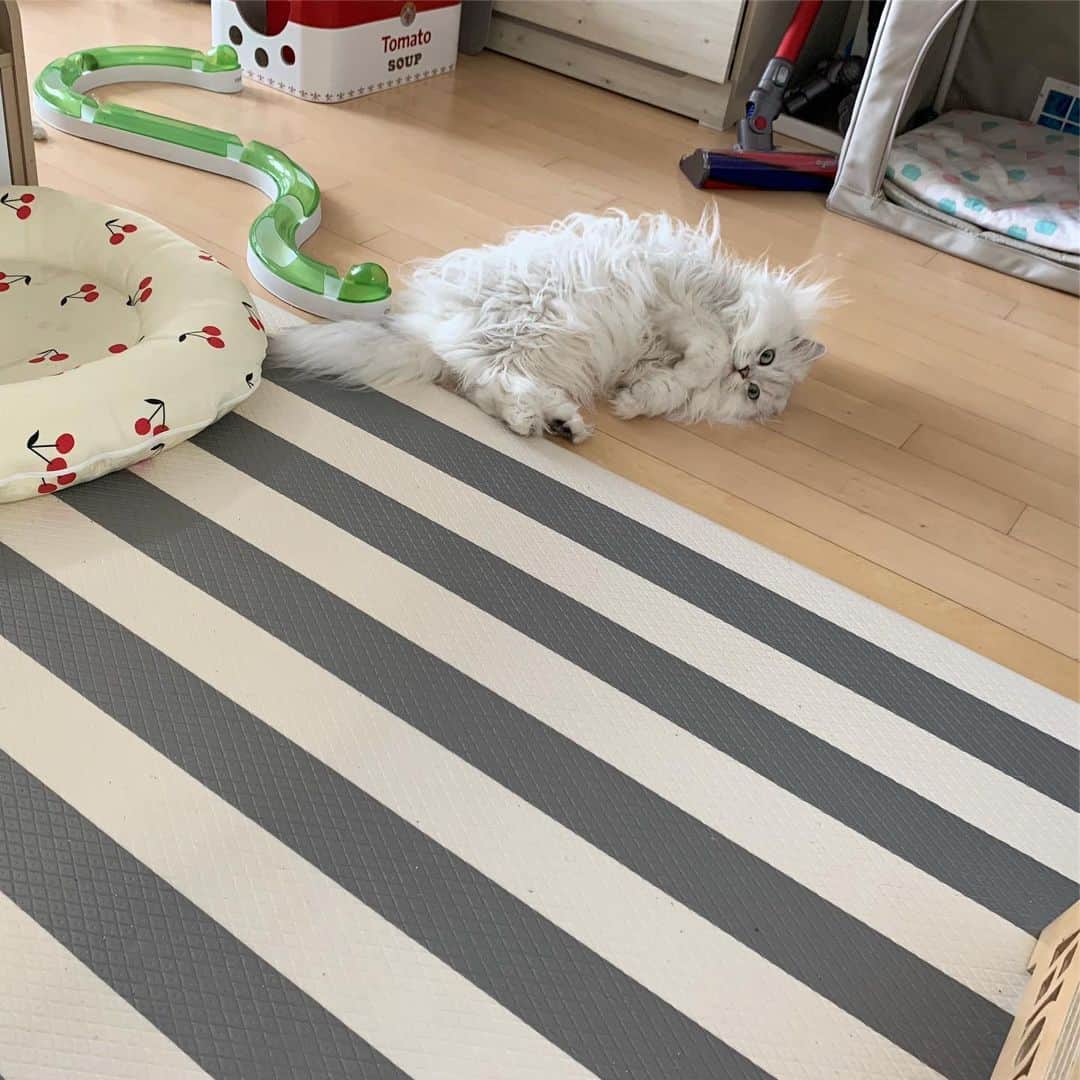 후추네큰언니のインスタグラム：「? ?!!!!! . . . . . #후추  #고양이  #냥스타그램 #캣스타그램  #Hoochu #Hoochuthecat #cat #cats #catstagram #catsofinstagram #topcatphoto #bestmeow #ilovecat #cute #fluffy #petstagram #instacats」