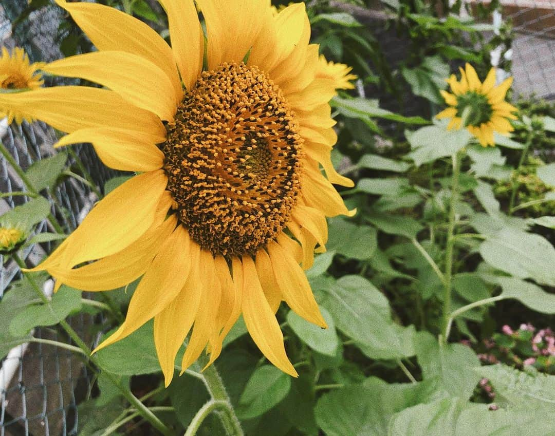 真山りかさんのインスタグラム写真 - (真山りかInstagram)「.﻿ ﻿ 向日葵咲いてた🌻﻿ 湿気にやられて籠りがちになってきたけど﻿ やっぱ外出てみるもんだ﻿ ﻿ #instadaily﻿ ﻿ #まやまさんぽ﻿ #まやまにあ ﻿ ﻿ .」7月22日 22時02分 - ma_yama_official