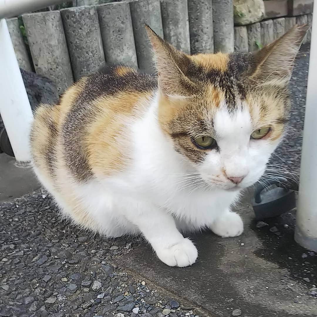 のインスタグラム：「ころん。⏩️2枚目。 早く #梅雨明け してほしいな🌞🌈 # 地域猫 #にゃんこ #にゃんすたぐらむ #三毛猫 #mike #japanesecats」