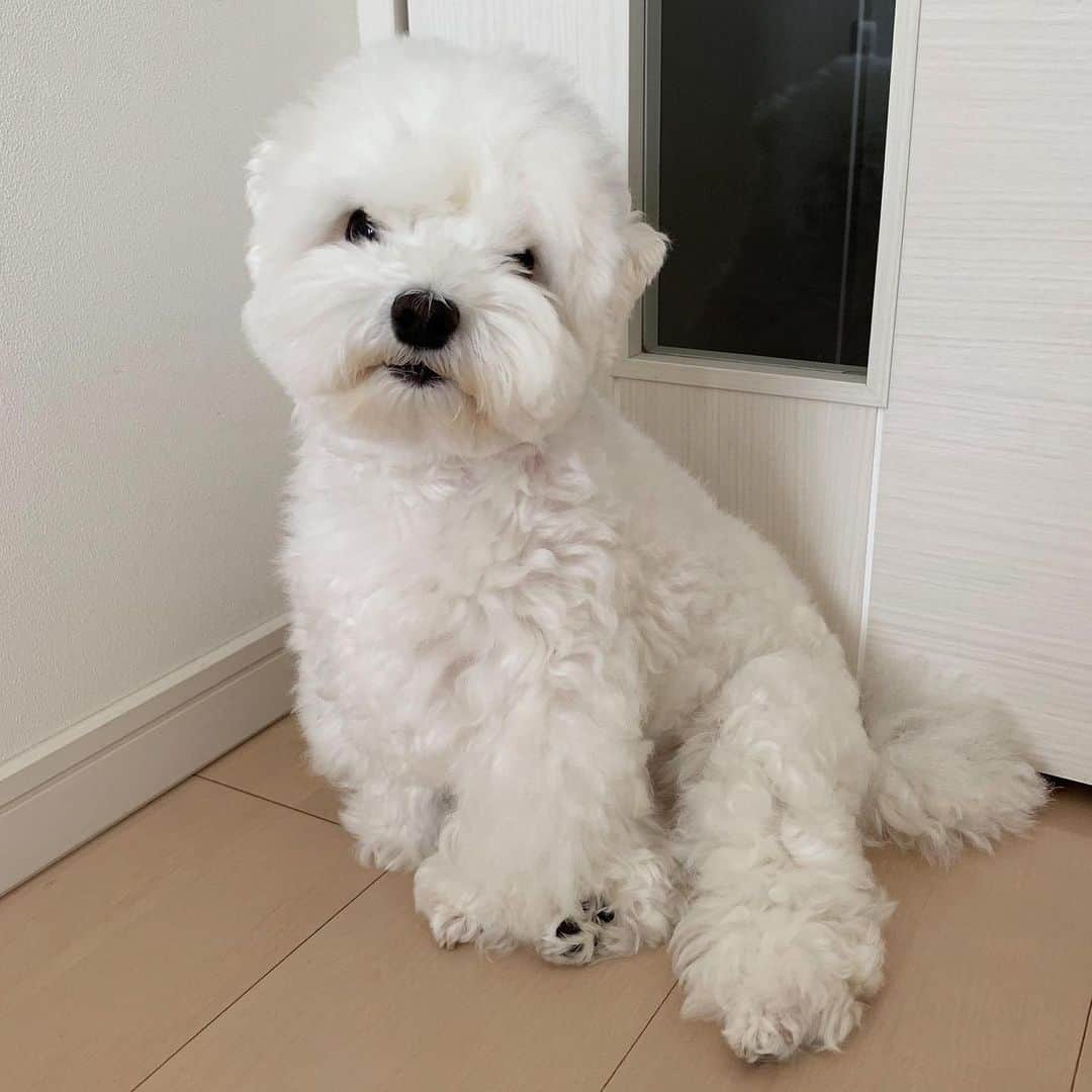 セロリさんのインスタグラム写真 - (セロリInstagram)「【モケモケモケモケ】 マルチーズ って、こんな犬だったっけ？？？ 他の子と全然違うやーん。。。 #maltese #マルチーズ #malteseofinstagram #maltese101 #malteser #malteseofficial #maltesedog #dog #instadog #dogstagram #dogoftheday #doglovers #instapet #adorable #ilovemydog  #ペット #わんこ #ふわもこ部 #犬のいる暮らし #いぬら部  #いぬすたぐらむ」7月22日 22時38分 - celeryrabbit