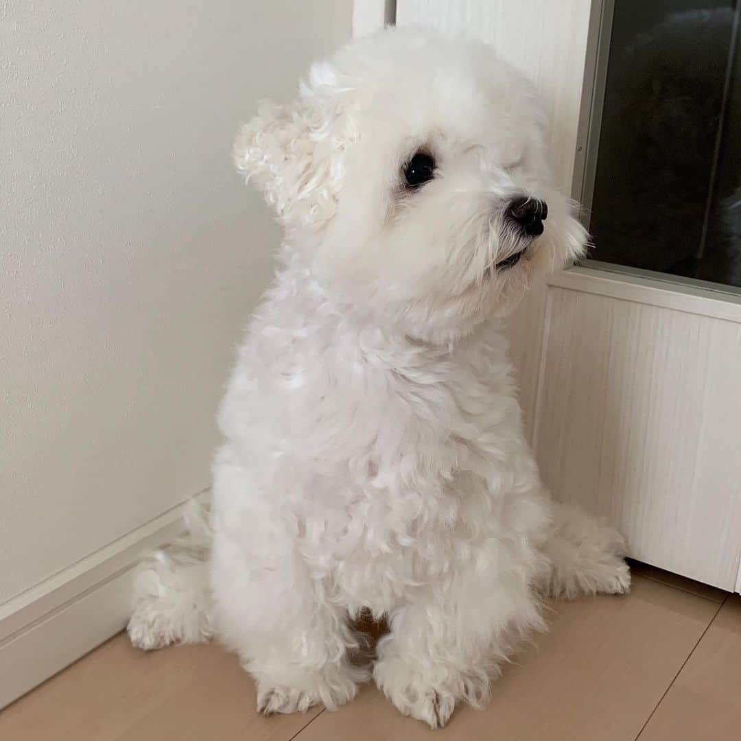 セロリさんのインスタグラム写真 - (セロリInstagram)「【モケモケモケモケ】 マルチーズ って、こんな犬だったっけ？？？ 他の子と全然違うやーん。。。 #maltese #マルチーズ #malteseofinstagram #maltese101 #malteser #malteseofficial #maltesedog #dog #instadog #dogstagram #dogoftheday #doglovers #instapet #adorable #ilovemydog  #ペット #わんこ #ふわもこ部 #犬のいる暮らし #いぬら部  #いぬすたぐらむ」7月22日 22時38分 - celeryrabbit