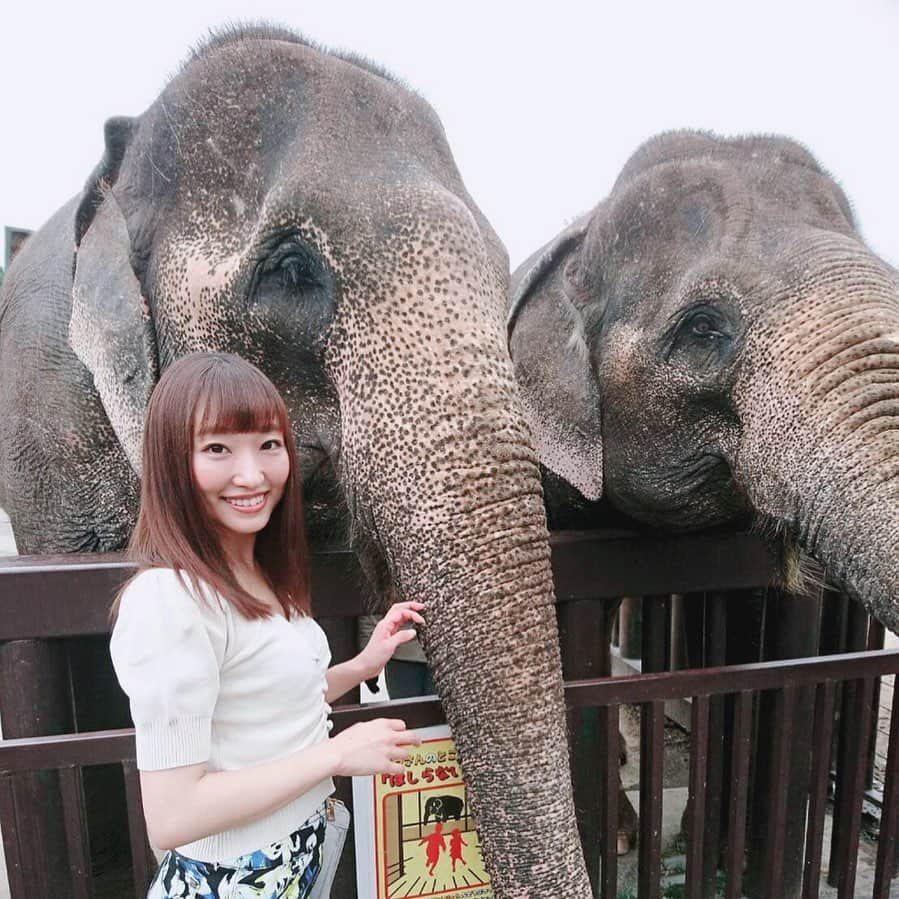 藤田舞美さんのインスタグラム写真 - (藤田舞美Instagram)「❁︎ ゾウさんとのふれあい♡ * #zoo #elephant #animal #instazoo #instaanimal #那須サファリパーク #那須 #サファリパーク #象 #ゾウ #アジアゾウ #餌やり#nack5 #レポーター」7月22日 22時46分 - maimifujita