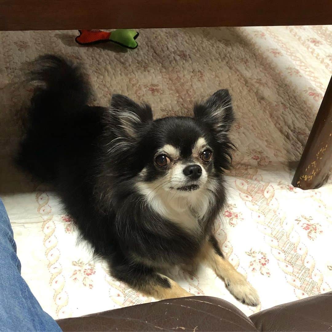 のインスタグラム：「やっぱり実家は落ち着きます #chihuahua」