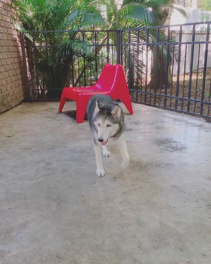 のインスタグラム：「She can walk without the wheels for a short period🐺〰️ #siberianhusky」