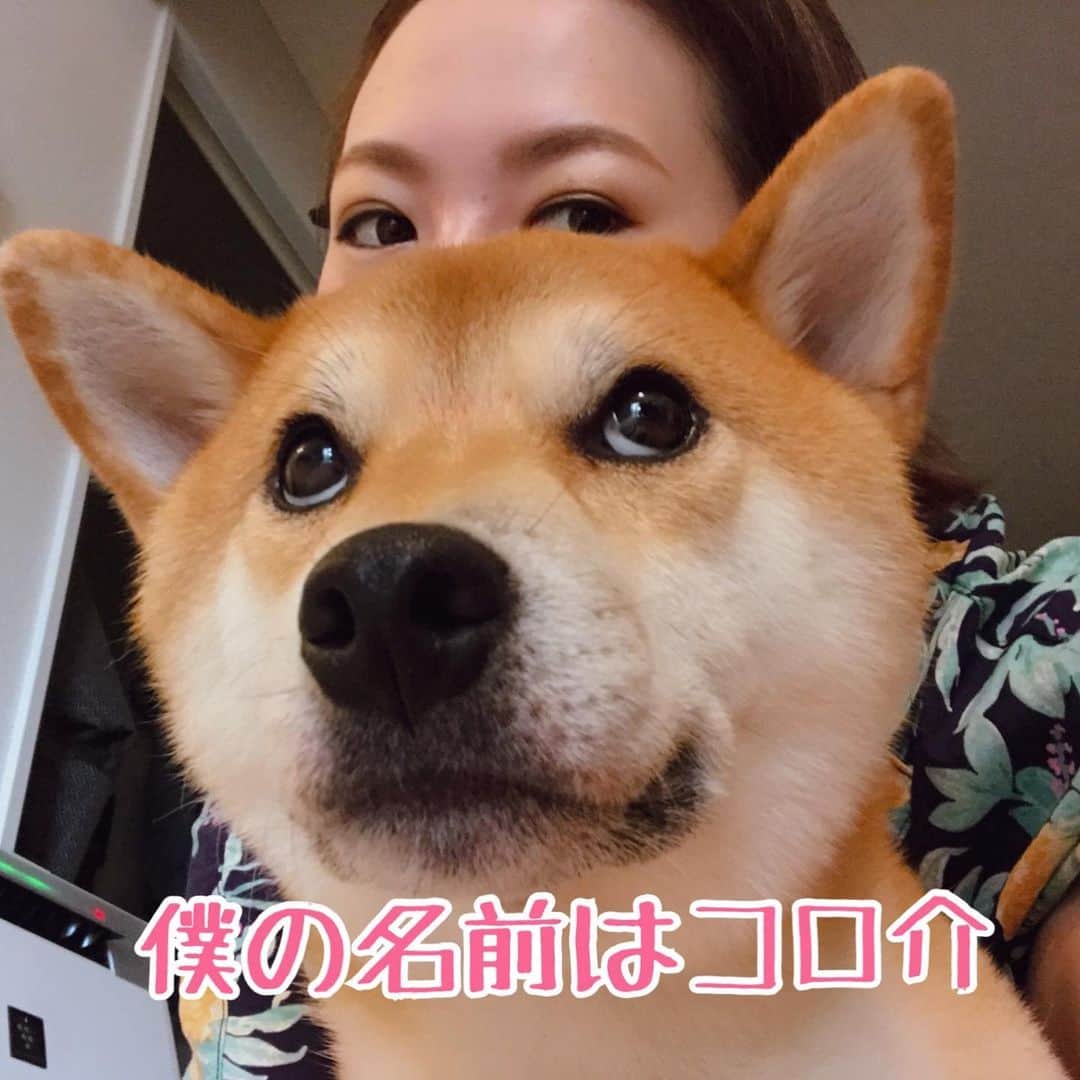 柴犬Mamesuke・Korosuke??大阪さんのインスタグラム写真 - (柴犬Mamesuke・Korosuke??大阪Instagram)「🐱🐻 🐾----*----*----*----*🐾 My name is Korosuke 🐶💓 ・ 2016年9月24日(1歳0ヶ月17日)から、正式にうちの子になったコロ介。 それまでも近所に住んでたから、しょっちゅうお互いのお家を行き来して遊んでたから、もっと前から豆介とは兄弟みたいだったけど、コロちゃんが1歳を過ぎた頃に、元の飼い主の飼育放棄により、コロ介を引き取りました。 最初は、どーやって甘えたらいいか分からなかったコロ介も、今ではすっかり甘えん坊の、ヤキモチ妬きに☺️ 散歩でコロちゃんを見て「可愛い〜💓」って言ってもらえると、尻尾とお尻をブンブン振りながら撫でてもらいに行ったり、とっても甘え上手になりました❤️ 多頭飼いを初めて最初は、豆介がヤキモチ妬くし可愛そうかな、、、？と思いましたが、豆介もコロ介を受け入れてくれたみたいで、本気の喧嘩は今まで一度もした事もないし、仲良くしてくれてます✨ 私はそんなコロちゃんを迎えて、本当に良かったと心の底から思います☺️ 強がりだけど、本当は弱虫で、ガサツで落ち着きのないコロ介だけど、これからも宜しくお願いします❤️ 🐾----*----*----*----*🐾 #MameKoro #豆コロ #West_dog_japan #豆柴 #柴犬 #赤柴 #豆介 #コロ介 #shibagram #shibastagram #shibainu #shiba #shibadog #🐕📷」7月22日 22時56分 - mame_suke_i