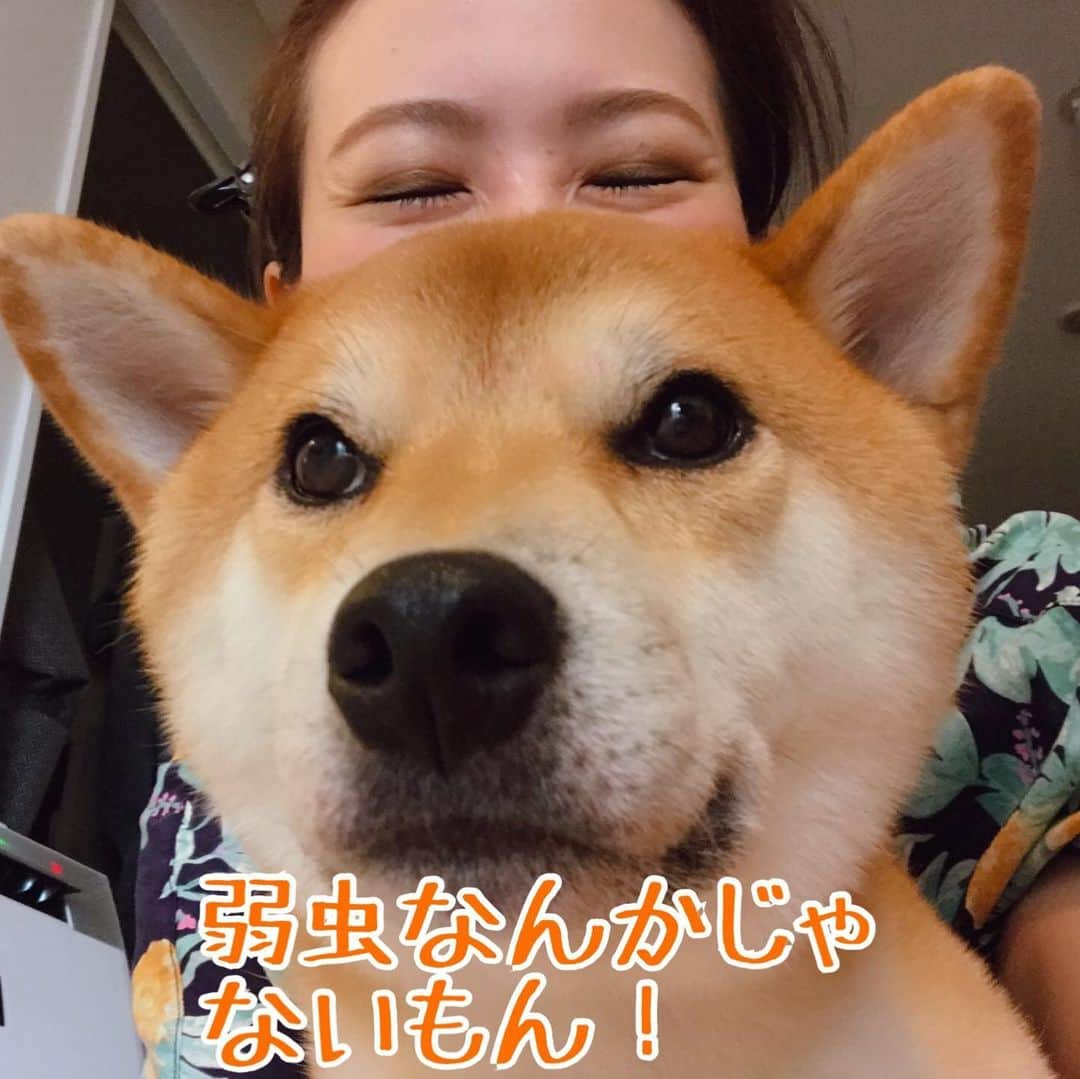 柴犬Mamesuke・Korosuke??大阪さんのインスタグラム写真 - (柴犬Mamesuke・Korosuke??大阪Instagram)「🐱🐻 🐾----*----*----*----*🐾 My name is Korosuke 🐶💓 ・ 2016年9月24日(1歳0ヶ月17日)から、正式にうちの子になったコロ介。 それまでも近所に住んでたから、しょっちゅうお互いのお家を行き来して遊んでたから、もっと前から豆介とは兄弟みたいだったけど、コロちゃんが1歳を過ぎた頃に、元の飼い主の飼育放棄により、コロ介を引き取りました。 最初は、どーやって甘えたらいいか分からなかったコロ介も、今ではすっかり甘えん坊の、ヤキモチ妬きに☺️ 散歩でコロちゃんを見て「可愛い〜💓」って言ってもらえると、尻尾とお尻をブンブン振りながら撫でてもらいに行ったり、とっても甘え上手になりました❤️ 多頭飼いを初めて最初は、豆介がヤキモチ妬くし可愛そうかな、、、？と思いましたが、豆介もコロ介を受け入れてくれたみたいで、本気の喧嘩は今まで一度もした事もないし、仲良くしてくれてます✨ 私はそんなコロちゃんを迎えて、本当に良かったと心の底から思います☺️ 強がりだけど、本当は弱虫で、ガサツで落ち着きのないコロ介だけど、これからも宜しくお願いします❤️ 🐾----*----*----*----*🐾 #MameKoro #豆コロ #West_dog_japan #豆柴 #柴犬 #赤柴 #豆介 #コロ介 #shibagram #shibastagram #shibainu #shiba #shibadog #🐕📷」7月22日 22時56分 - mame_suke_i