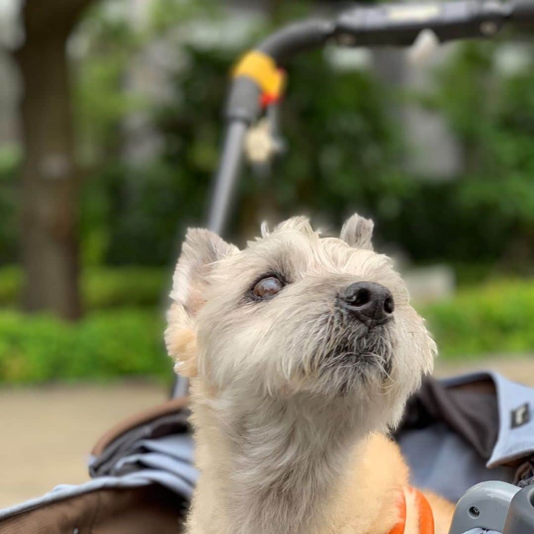 揚田亜紀のインスタグラム：「#愛犬ハンサムが息を引き取りました #お世話になった方々、本当にありがとうございました #可愛くて可愛くてただ可愛くて #詳しくはブログに書いたのでご一読頂けるとありがたいです #揚田亜紀アメブロです」