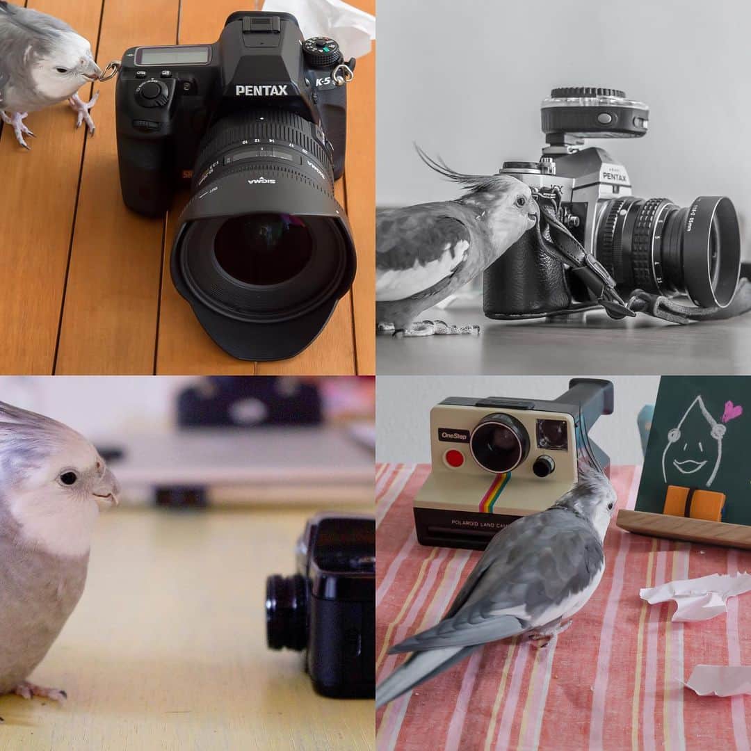 YURAPOi ゆらぽぃさんのインスタグラム写真 - (YURAPOi ゆらぽぃInstagram)「YURA❤️Camera THIS week is camera week! I will introduce my camera. 📸🐦⭐️ ゆら❤️カメラ 今週はゆらセンパイがせっせとメンテナンスしている歴代のカメラをご紹介するカメラウィーク📷🐦⭐️ #カメラ職人ゆら #オカメラインコ」7月22日 22時59分 - ryoichisakai