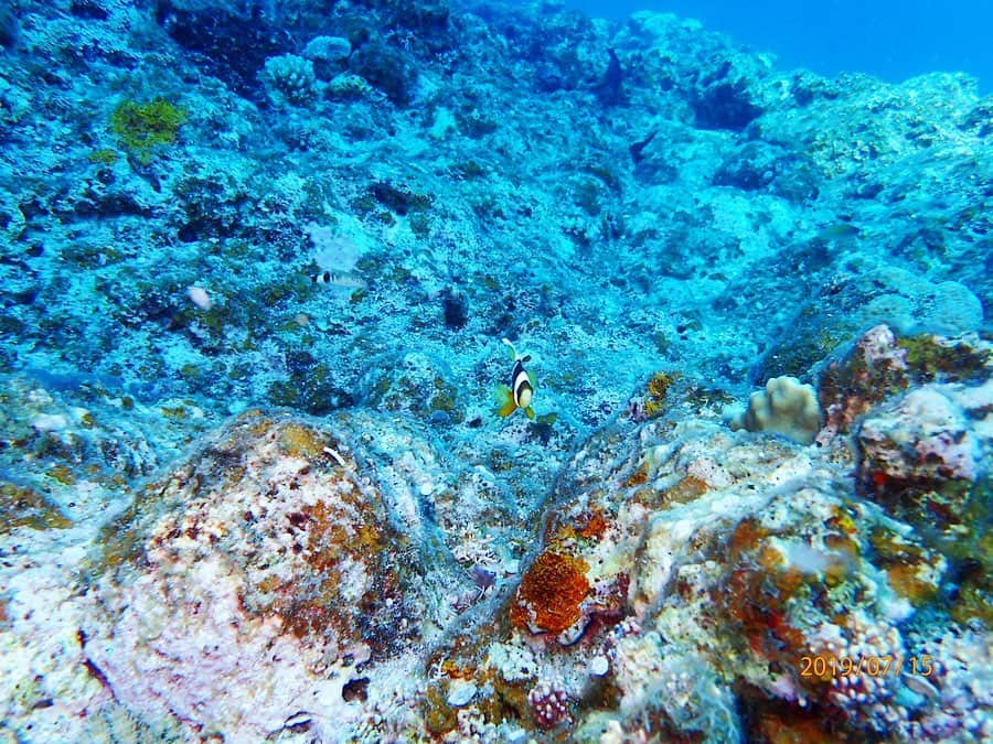 米山珠央さんのインスタグラム写真 - (米山珠央Instagram)「. 気になったお魚たちを追いかけ回して 写真におさめることもできるようになりました🤳🐠 . #沖縄 #沖縄ダイビング #ダイビング #カクレクマノミ #イソギンチャク #宮古島 #宮古島旅行 #ダイビング好きな人と繋がりたい #ダイビング女子 #ダイビングライセンス #水中写真 #水中 #水中カメラ #diving #diver #gull #openwater #ow #padi #okinawa #okinawajapan #miyakojima #trip #sea #summer #instagood #insta #instagram」7月22日 23時17分 - tamao_17no1