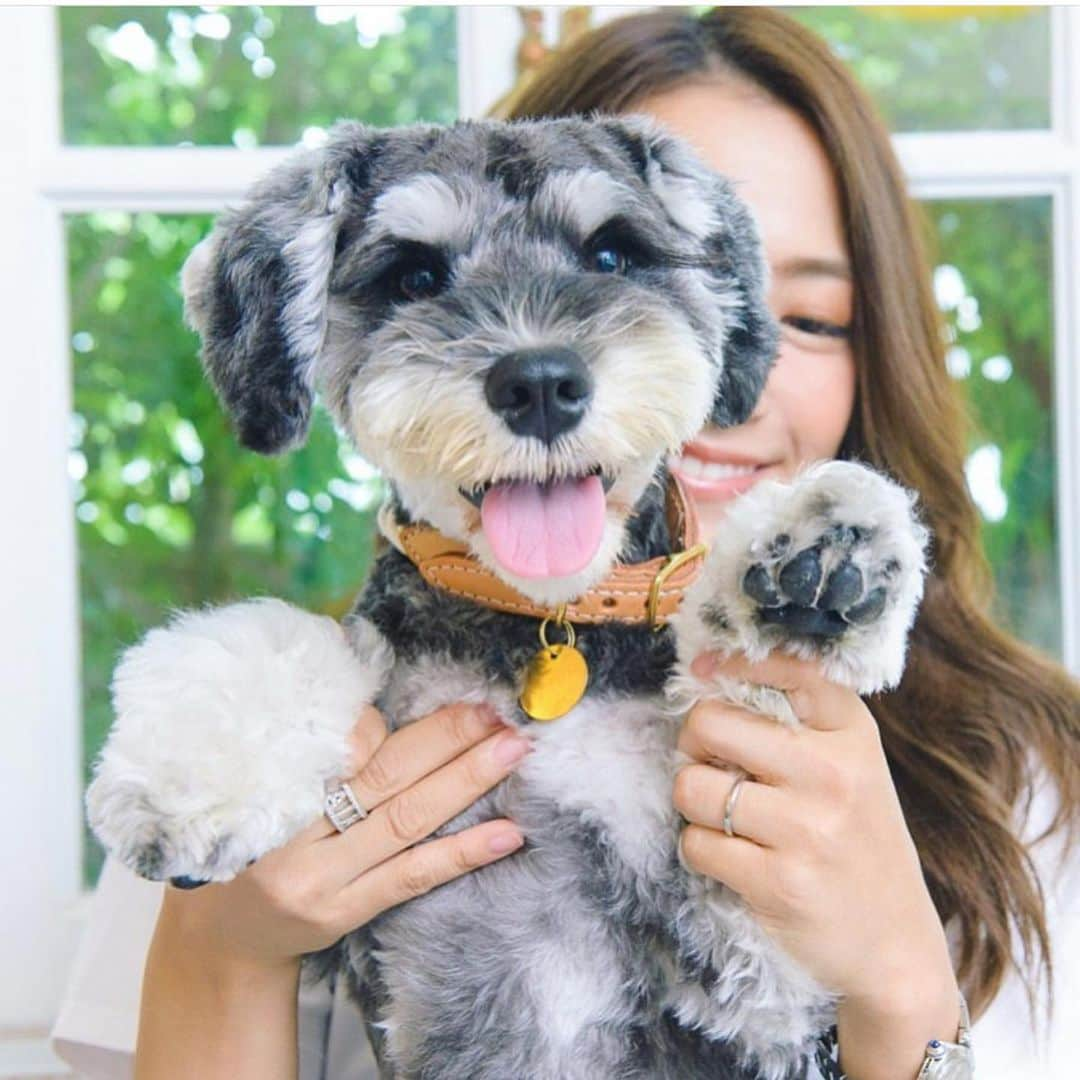 那須愛里さんのインスタグラム写真 - (那須愛里Instagram)「ロン君🐾 お留守番カメラ #ペットみるん 公式アカウントに モデル犬として登場しているよ🐕💙💙💙 . . 随時かわいい ワンニャンたちが登場するので 見てみてね✨ . #お留守番カメラ #ペットみるん #ミニチュアシュナウザー﻿﻿﻿﻿﻿﻿﻿﻿﻿﻿﻿﻿﻿﻿﻿﻿﻿﻿﻿﻿﻿﻿﻿﻿﻿﻿﻿﻿﻿﻿﻿﻿﻿﻿﻿﻿ #シュナスタグラム﻿﻿﻿﻿﻿﻿﻿﻿﻿﻿﻿﻿﻿﻿﻿﻿﻿﻿﻿﻿﻿﻿﻿﻿﻿﻿﻿﻿﻿﻿﻿﻿﻿﻿﻿﻿ #いぬすたぐらむ﻿﻿﻿﻿﻿﻿﻿﻿﻿﻿﻿﻿﻿﻿﻿﻿﻿﻿﻿﻿﻿﻿﻿﻿﻿﻿﻿﻿﻿﻿﻿﻿﻿﻿﻿﻿ #犬のいる暮らし ﻿﻿﻿﻿﻿﻿﻿﻿﻿﻿﻿﻿﻿﻿﻿﻿﻿﻿﻿﻿﻿﻿﻿﻿﻿﻿﻿﻿﻿﻿﻿﻿﻿﻿﻿﻿ #モデル犬 #Ron_schnagram﻿﻿﻿﻿﻿﻿﻿﻿﻿﻿﻿﻿﻿﻿﻿﻿﻿﻿﻿﻿﻿﻿﻿﻿﻿﻿﻿﻿﻿﻿﻿﻿﻿﻿﻿﻿ #ロン君 #minitureschnauzer﻿﻿﻿﻿﻿﻿﻿﻿﻿﻿﻿﻿﻿﻿﻿﻿﻿﻿﻿﻿﻿﻿﻿﻿﻿﻿﻿ #ダンボ犬﻿﻿﻿﻿﻿﻿﻿﻿﻿﻿﻿﻿﻿﻿﻿﻿﻿﻿﻿ #しゅなら部」7月22日 23時34分 - aaairixoxo