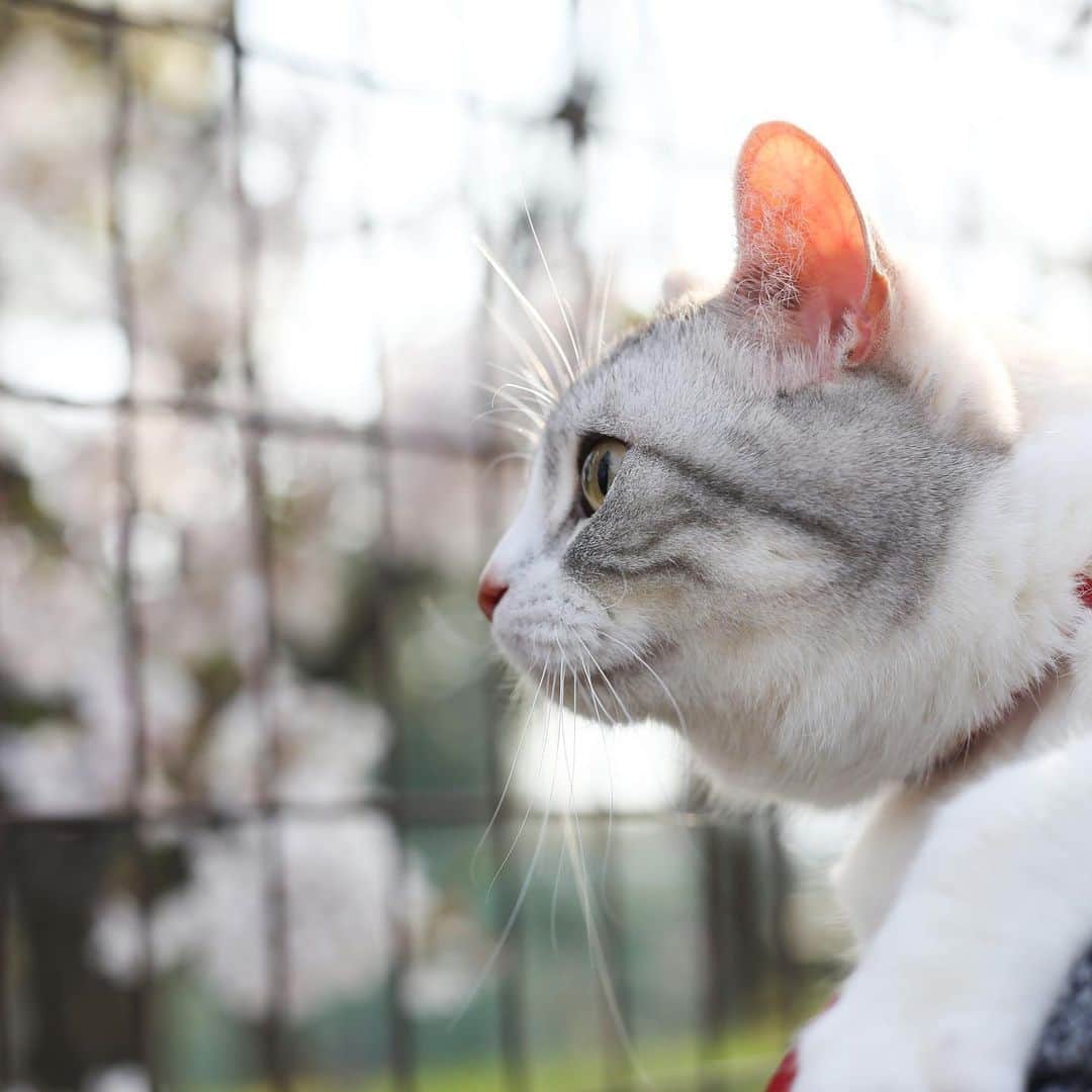 Natsukiのインスタグラム：「お散歩しーちゃん  #cat  #scottishfold  #猫のいる暮らし」