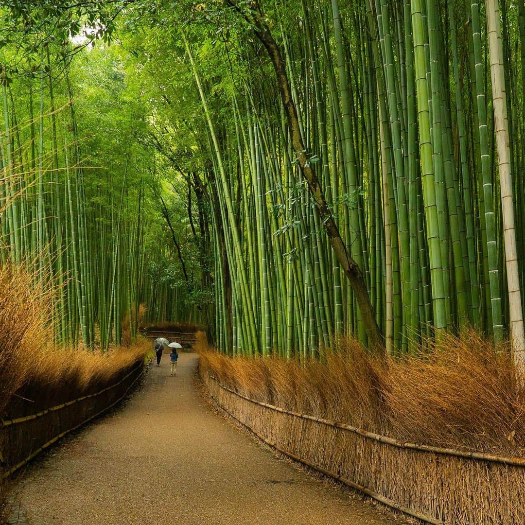 Michael Yamashitaさんのインスタグラム写真 - (Michael YamashitaInstagram)「A walking path winds through a tunnel of bamboo in Sagano Bamboo Forest. Known not only for its sights, it is also known for its sounds. As the wind passes through the tightly packed bamboo, it creates a peaceful sound like almost nothing else. It is designated as one of the country’s “100 Soundscapes of Japan,” by the Ministry of the Environment, to encourage the local population to get out and appreciate the country’s acoustic wonders.  #Kyoto #Sagano #bamboo #soundscape」7月23日 0時12分 - yamashitaphoto