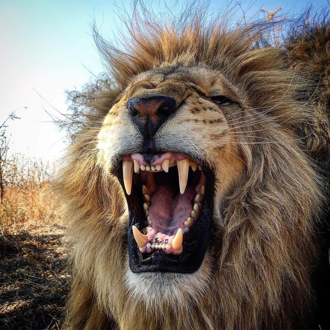 Kevin Richardson LionWhisperer さんのインスタグラム写真 - (Kevin Richardson LionWhisperer Instagram)「Healthy chompers! Really impressed with how well George is doing. It’s taken a long 5 years to get him here after his poor diet as a cub, before being confiscated by the Spanish authorities and eventually brought to the sanctuary here in SA. Most of you who follow me will know about George and Yame. For those who don’t and want to know their story, scroll through this feed or visit my YouTube channel  LionwhispererTV  You can also click on the Linktree link above which will take you there in the click of a button! Hope everyone had a good weekend and a blessed week further. 🙏🏼 Say cheese 😬 #Spanishrescues #george #yame #rehabilitationtakestime #lion #africanlion #lionwhisperertv #pantheraleo #reconnectwithnature #savehabitat #savelions」7月23日 0時04分 - lionwhisperersa