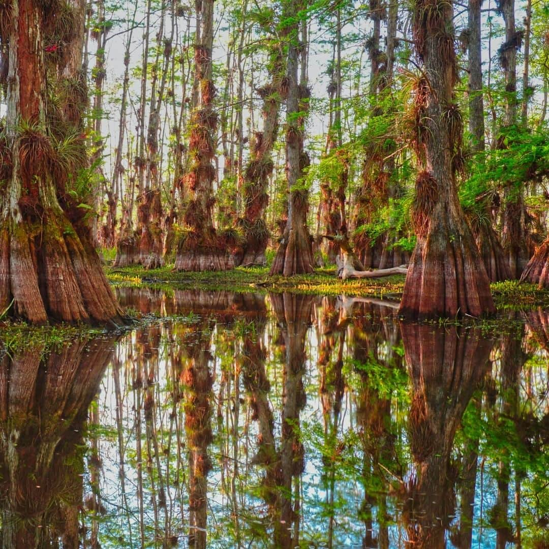 アメリカ内務省さんのインスタグラム写真 - (アメリカ内務省Instagram)「This shouldn’t be a surprise, but cypress trees are an important part of #BigCypress National Preserve in #Florida. A #cypress dome is a fascinating habitat. Forming over an underwater depression, the tallest trees grow in the deepest water and the smaller trees grow along the edge in the shallower water, giving the dome its shape. The trees’ wide bases help them absorb water and keep them stable in storms. Epiphytic plants attach themselves to the tree trunks, earning them the name of airplants. River otters and alligators make their homes here, too. It’s probably not a place you’d want to live, but the shade, colors and reflection are worth the visit. Photo @BigCypressNPS by National Park Service. #travel #FindYourPark #usinterior」7月23日 0時20分 - usinterior