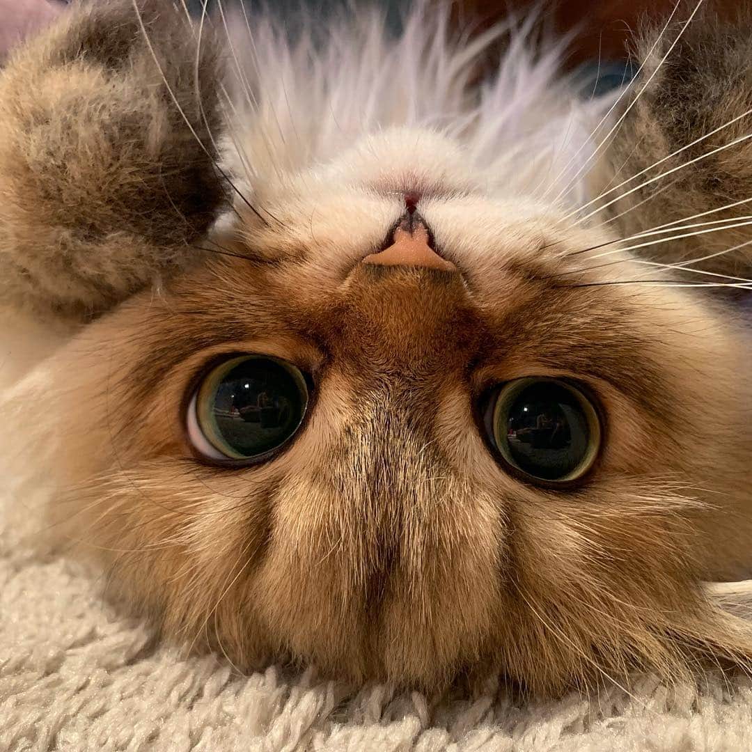 にこのインスタグラム