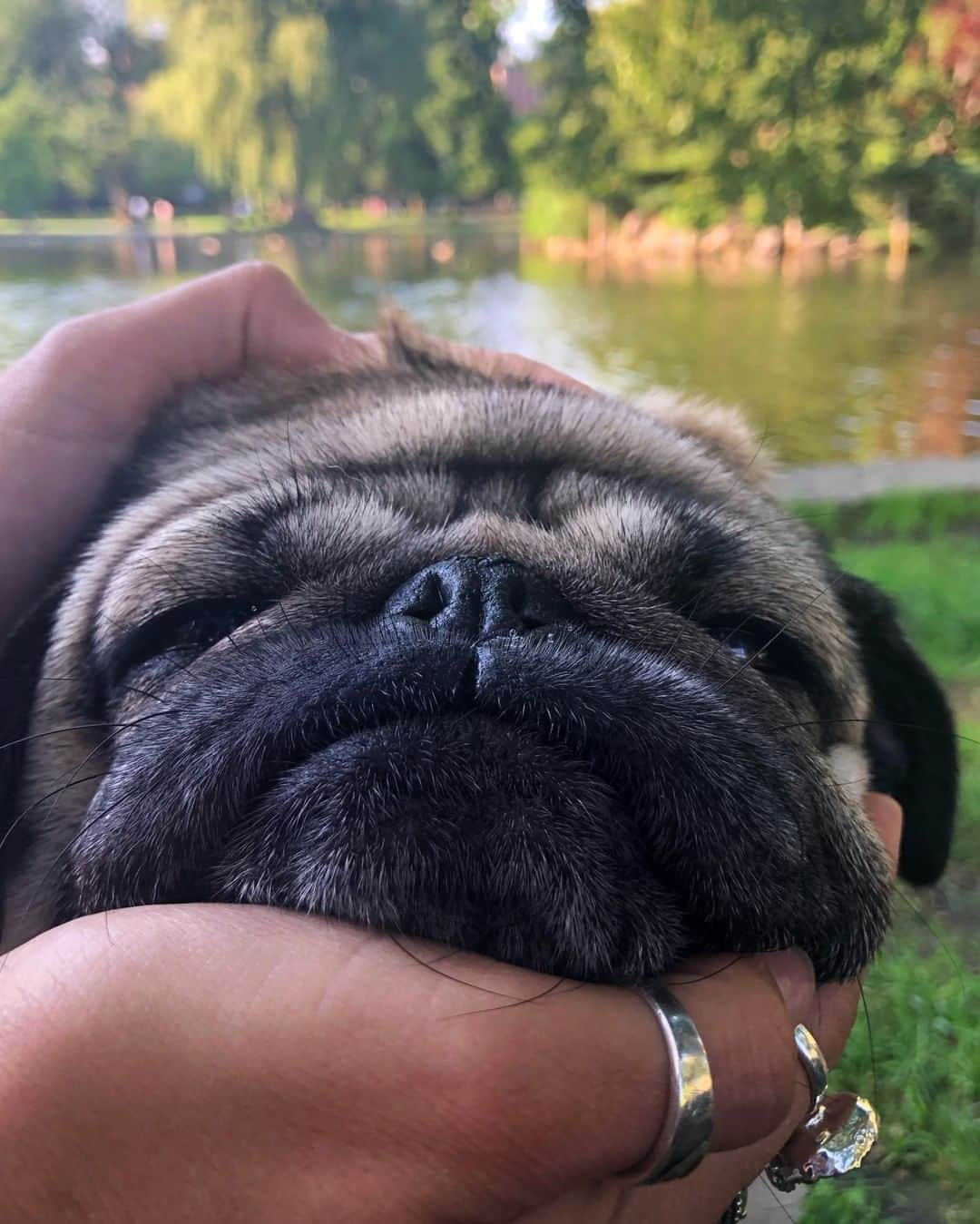 itsdougthepugさんのインスタグラム写真 - (itsdougthepugInstagram)「"U shall call me squishy" -Doug」7月23日 0時30分 - itsdougthepug