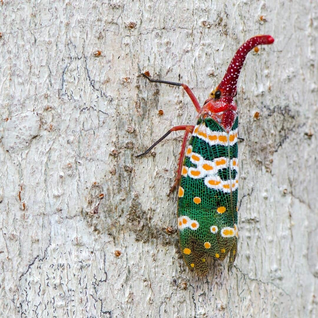 アニマルプラネットさんのインスタグラム写真 - (アニマルプラネットInstagram)「This lantern fly has an amazing protruding "nose." Pinocchio is shaking! These "noses" work as straws, allowing them to sneak into tree bark to drink sap. . . . . . . #animalplanetupclose #animalsofinstagram #animalplanet #animaloftheday #wild #wildlife #outdoors #animals #wildanimals #conservation #nature #animallovers #instanature #wildgeography #big #lanternfly」7月23日 1時00分 - animalplanet