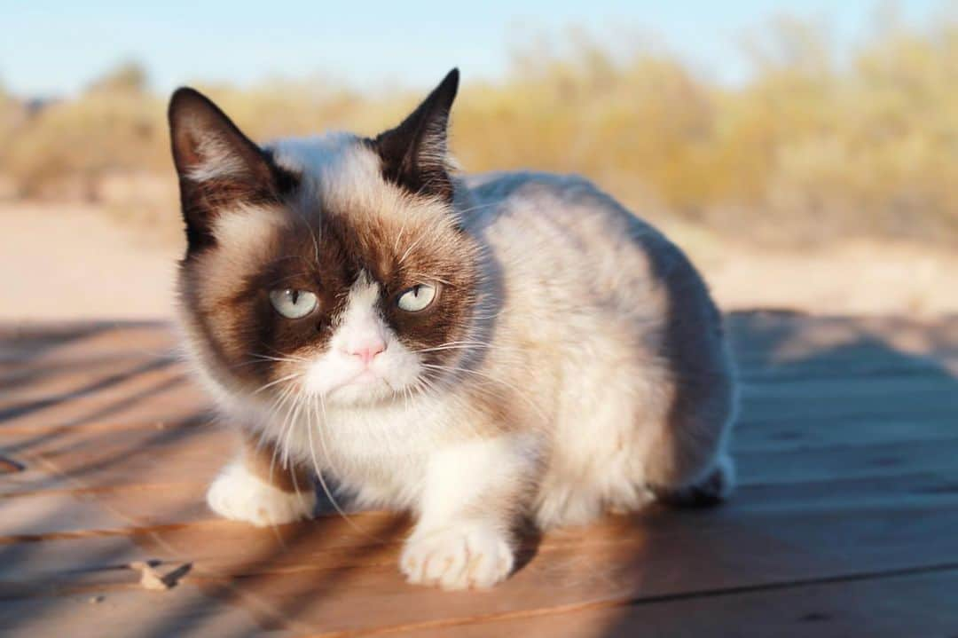 Grumpy Catさんのインスタグラム写真 - (Grumpy CatInstagram)7月23日 1時31分 - realgrumpycat