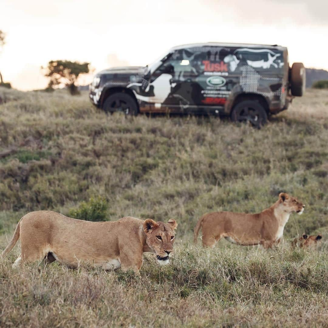 Land Roverさんのインスタグラム写真 - (Land RoverInstagram)「Our partners @Tusk_org have teamed up with @Photocrowd for a competition in support of #YearOfTheLion, looking for images that celebrate lions in all their glory. Head to the #Photocrowd account to submit yours now – and get some inspiration from a photo we captured during our recent new #DEFENDER testing here.  #TeamDefender #LandRoverDefender #NewDefender #OffRoad #4x4 #Testing #Instacar #SUV #CarLifestyle #Adventure #Adventuring #Lions #WildLife #WildlifePhotography」7月23日 1時30分 - landrover