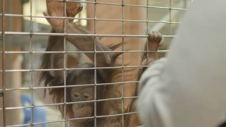 スミソニアン国立動物園のインスタグラム