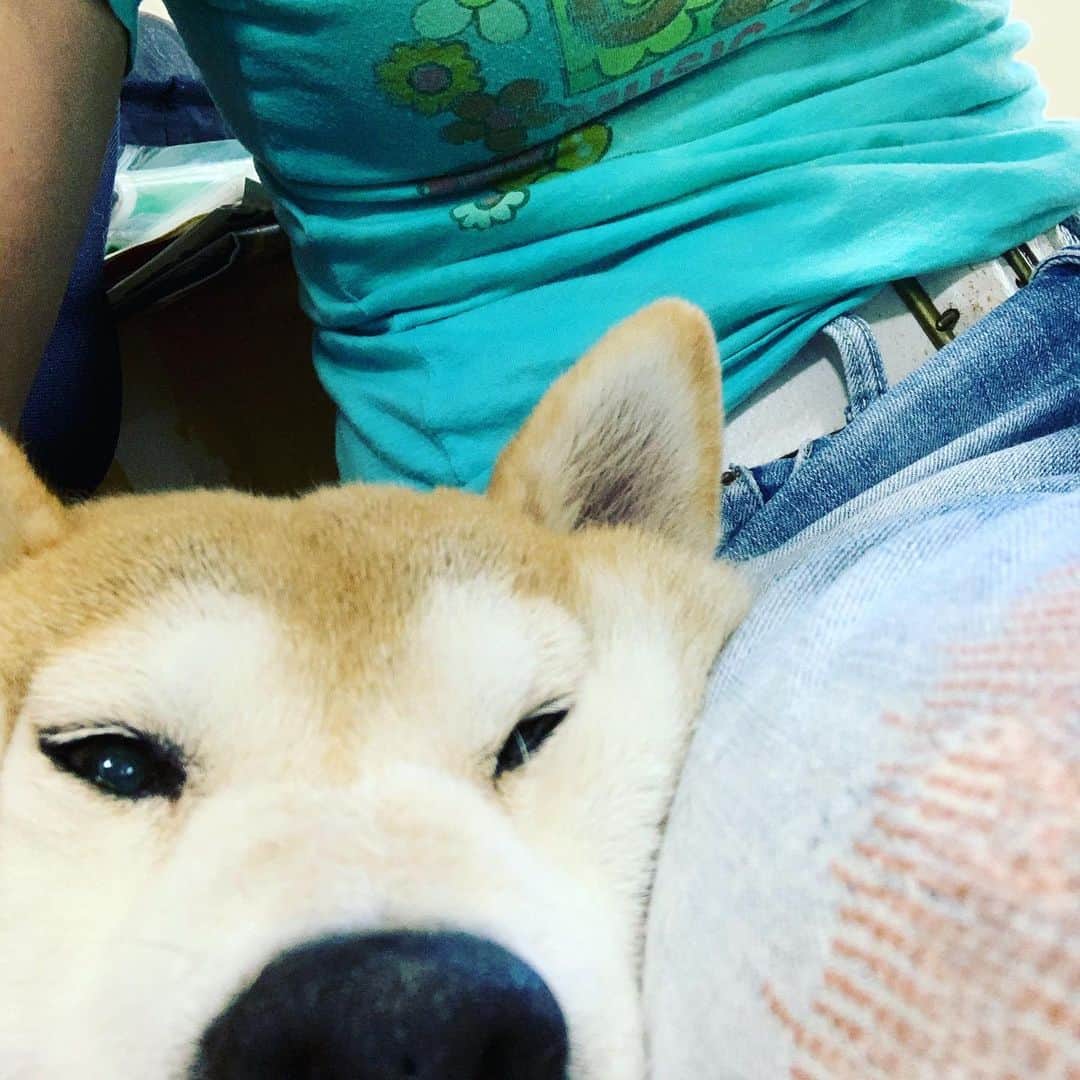 宮城麻里子さんのインスタグラム写真 - (宮城麻里子Instagram)「まめ丸と、もっと一緒にいたいなぁ。 #まめまる #柴犬まめ丸」7月23日 1時38分 - miyagimariko