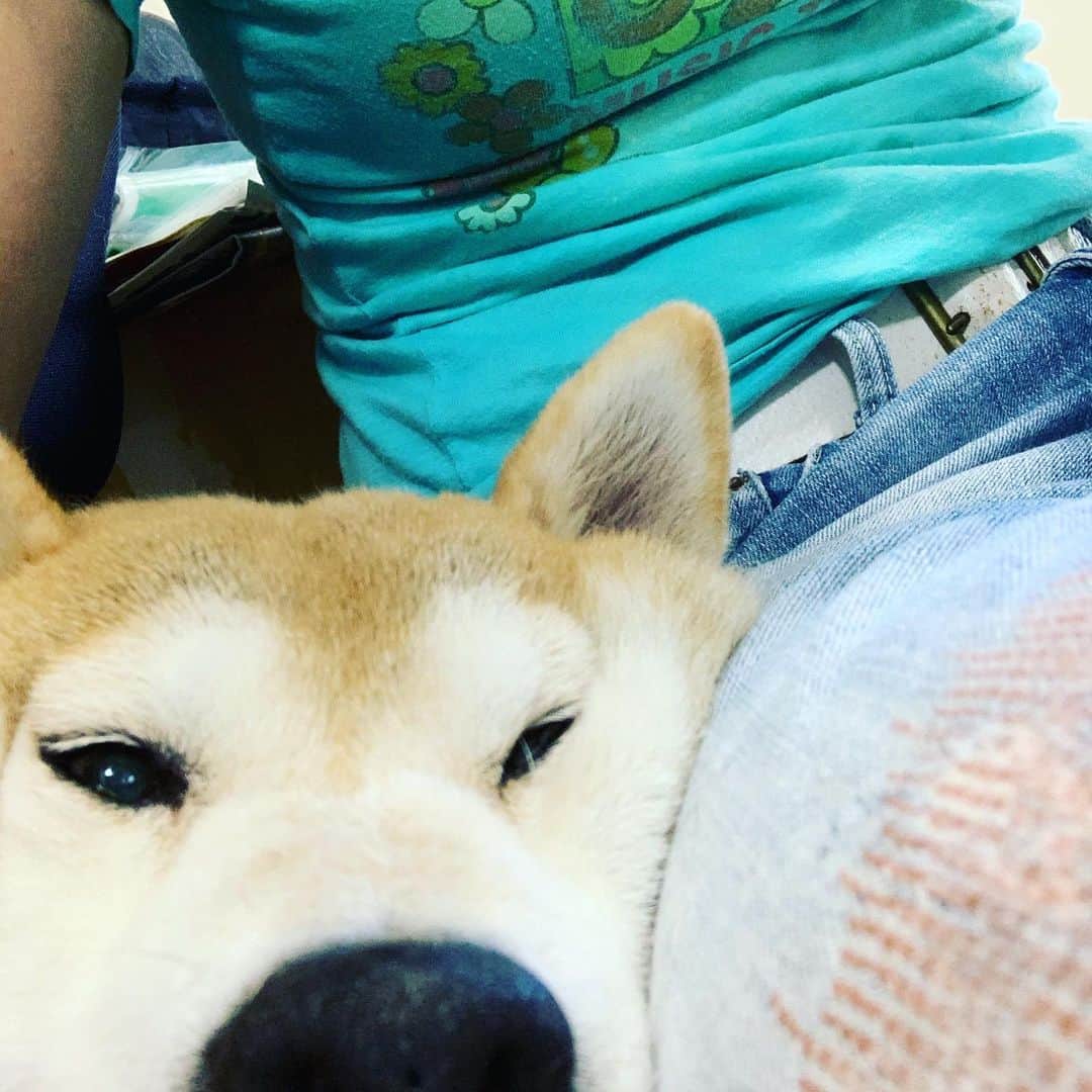 のインスタグラム：「まめ丸と、もっと一緒にいたいなぁ。 #まめまる #柴犬まめ丸」