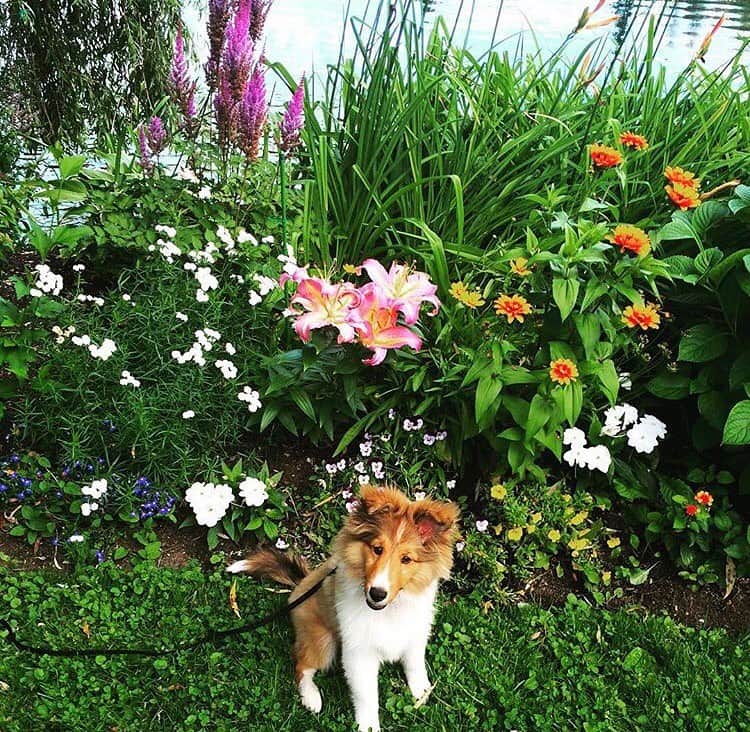 ナターシャ・ピュリッチのインスタグラム：「Lilies and the pupper 💜 #perfection #nofiltersneeded #absolutelove #sherbrooke #quebec」