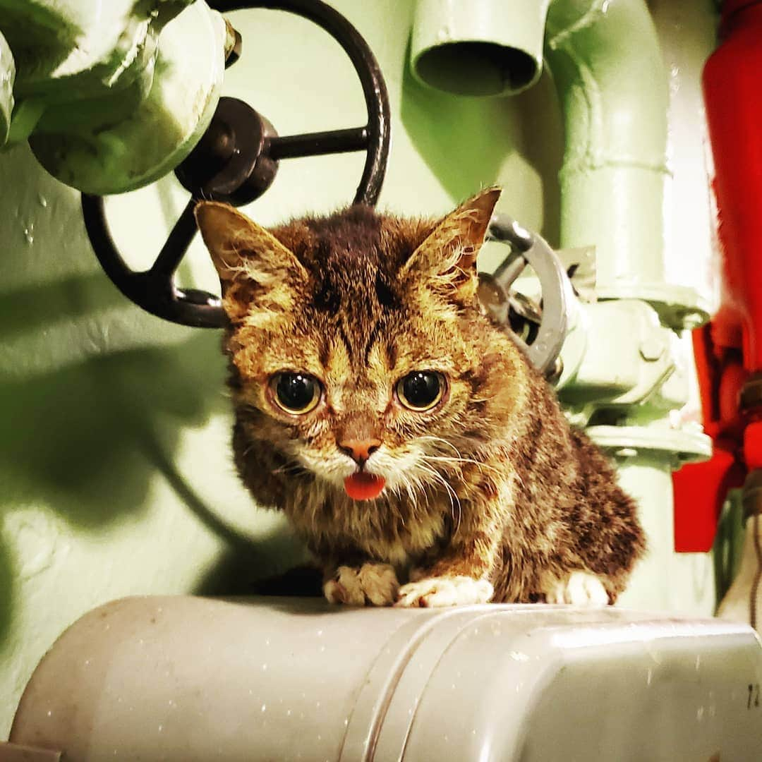 Lil BUBさんのインスタグラム写真 - (Lil BUBInstagram)「BUB fixing an aircraft carrier. #goodjobbub」7月23日 1時44分 - iamlilbub