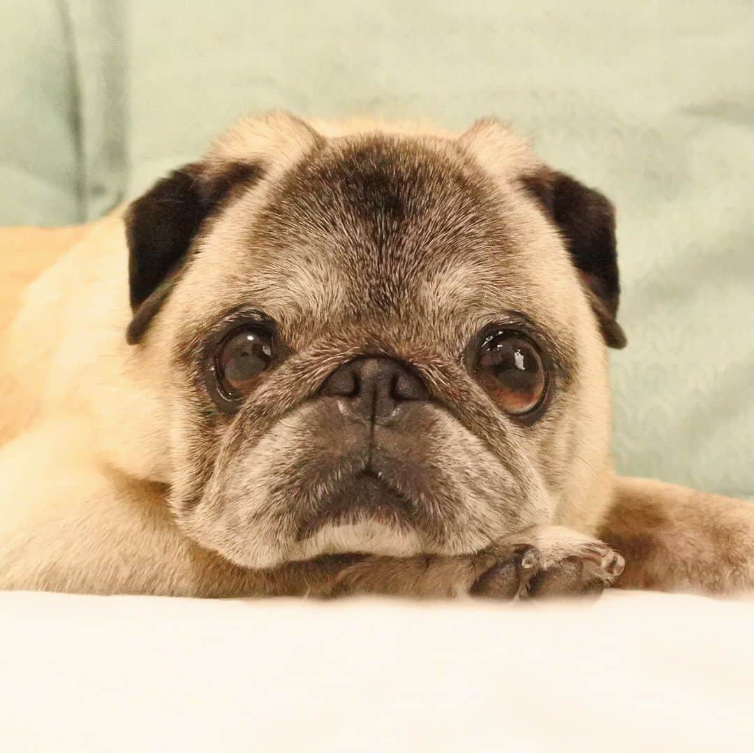 八兵衛のインスタグラム：「What？🐶 * * なんだべ？の べえさん。 * * #四角い #ほぼ黒パグ #おじいちゃん犬 #パグ #pug #puggy #puglife #puglove #petstagram #pugstagram #pugsofinstagram #pugs #dog #ふわもこ部  @igersjp #IGersJP #east_dog_japan #pecoイヌ部 #八兵衛 #はちべえ #朝ワンコ夕ニャンコ」