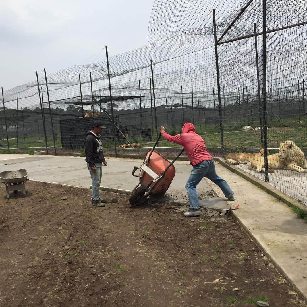 Black Jaguar-White Tiger さんのインスタグラム写真 - (Black Jaguar-White Tiger Instagram)「This week, thanks to all of you, but specially @lisettejo we are redoing Julio’s Habitat. The grass will be installed this Wednesday :) Thanks @lisettejo for sending us the money last week to work on Julito and his girls’ habitat :) #BeHuman #JuliosPrideBJWT #SaveLions」7月23日 2時06分 - blackjaguarwhitetiger