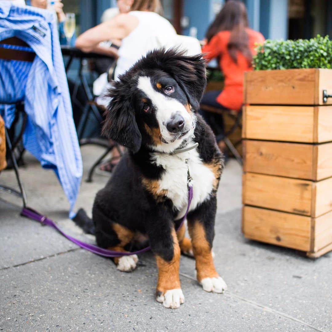 The Dogistさんのインスタグラム写真 - (The DogistInstagram)「Phoebe, Bernese Mountain Dog (5 m/o), Hudson & Perry St., New York, NY • “She’s our fourth Bernese. My dad had one of the two Bernese in the West Village in the Sixties.”」7月23日 2時08分 - thedogist