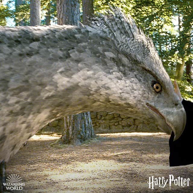 ハリー・ポッターさんのインスタグラム写真 - (ハリー・ポッターInstagram)「Hippogriffs - unfailingly loyal, once you earn their trust. #BackToHogwarts」7月23日 2時36分 - harrypotter