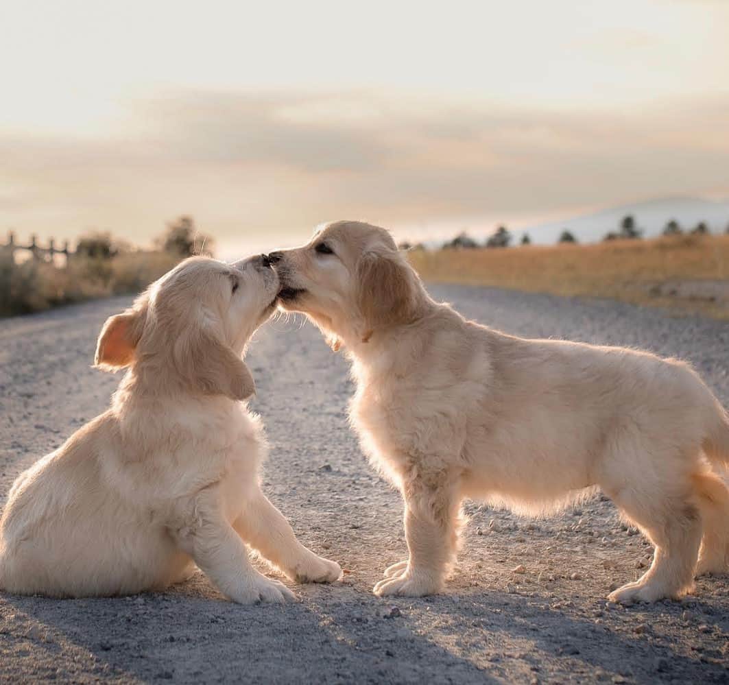 DogsOf Instagramのインスタグラム：「“I love you more than cookies” writes @ally.thegoldenpup  #dogsofinstagram」