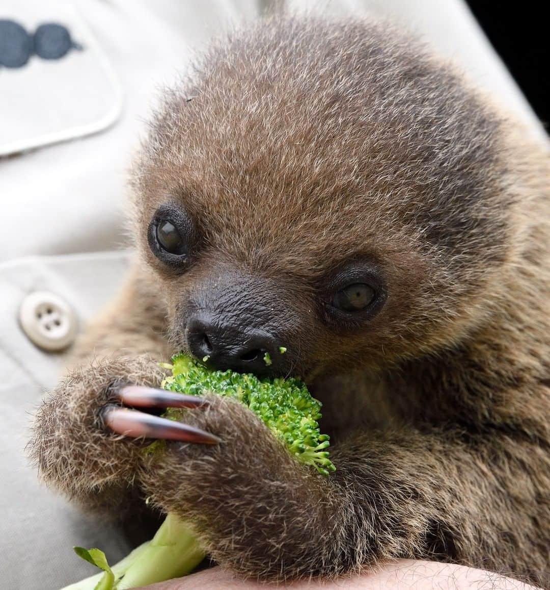 San Diego Zooさんのインスタグラム写真 - (San Diego ZooInstagram)「The DNA test results are in! We'll be announcing the sex and name of this broccoli-loving baby on our story this afternoon. Any guesses?! 🤔 #slowclap #hanginthere #eatyourgreens #letsgetslothed 📷 Mike Wilson」7月23日 3時46分 - sandiegozoo