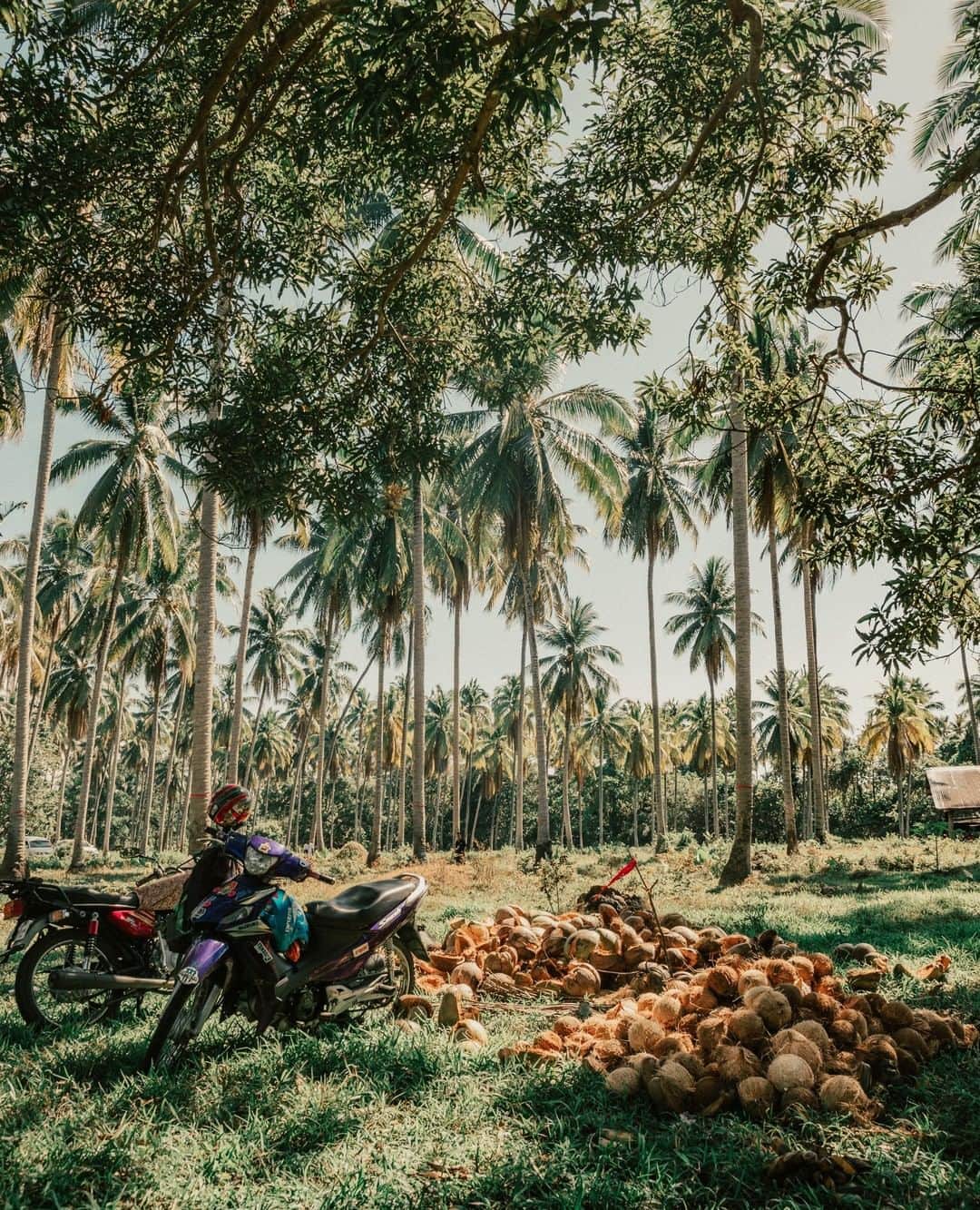 Vita Coco Coconut Waterのインスタグラム：「Here's one of the farms we source from in the Philippines.  See that pile of coconuts? That's where we de-husk our coconuts.  That's the first step before they get to you!」