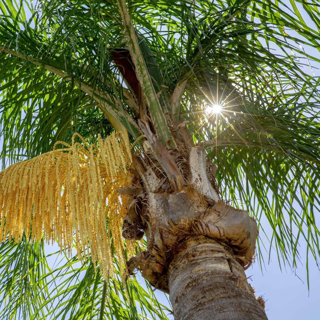 ニューヨーク植物園さんのインスタグラム写真 - (ニューヨーク植物園Instagram)「"A tree is like a person—it must be cared for continually." Roberto Burle Marx collected and utilized tropical and subtropical plants from all over the world in his Sítio and the gardens he created elsewhere, including many varieties of palm tree, like this queen palm (#Syagrus romanzoffiana). #plantlove」7月23日 4時00分 - nybg