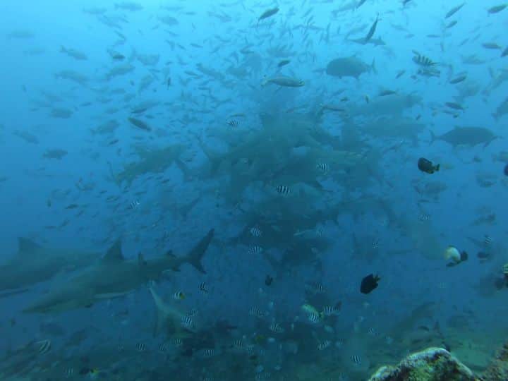 Nolan Gouldのインスタグラム：「Nolan's are friends, not food.  The most incredible week of diving in Fiji. The people are so hospitable and genuine. Thanks for sharing your amazing country with me.」