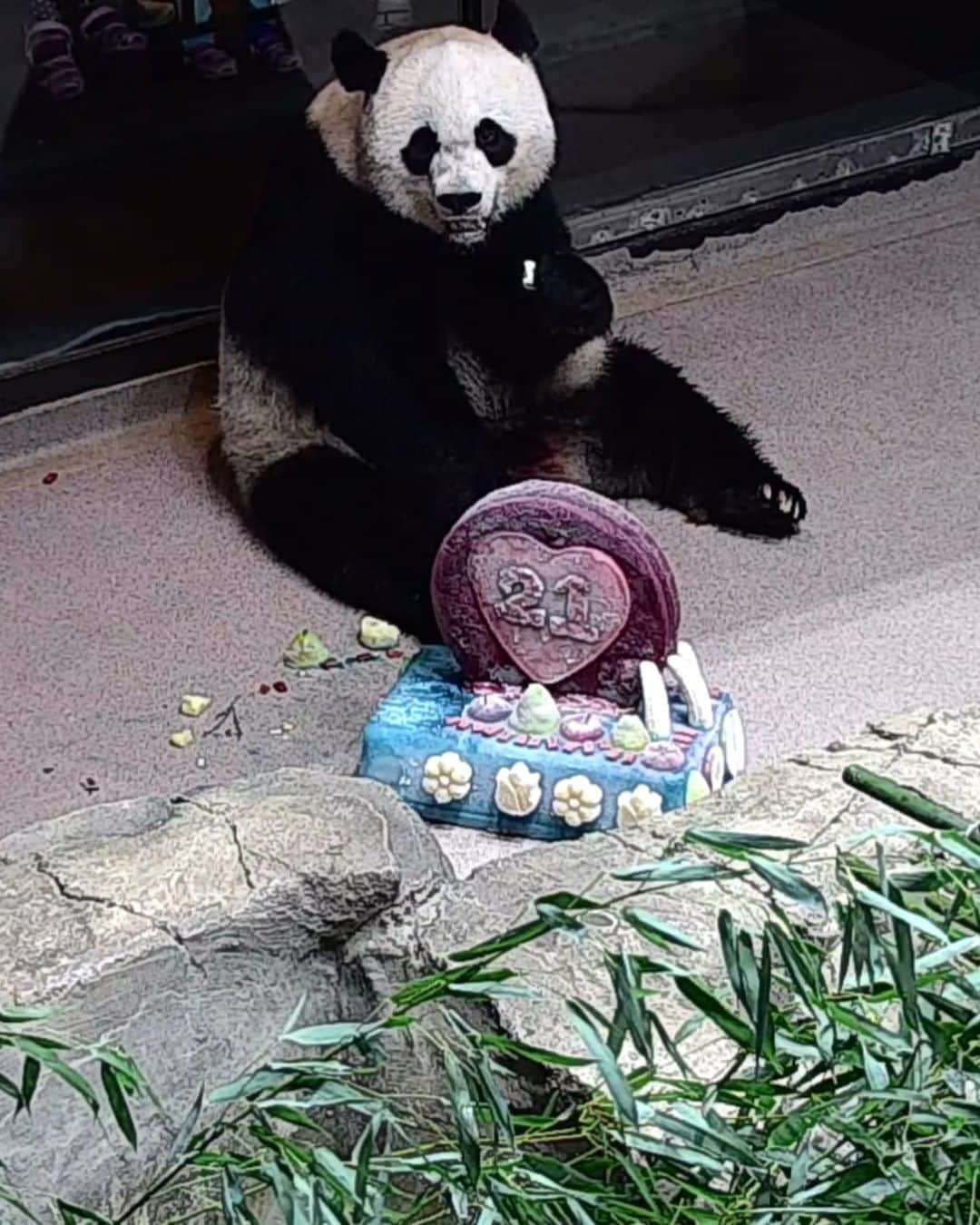 スミソニアン国立動物園さんのインスタグラム写真 - (スミソニアン国立動物園Instagram)「🐼 It's not a 🥳 party without 🎂 cake!  #MeiXiang got a panda-friendly frozen cake made of diluted juice and fruit created by our department of nutrition science to celebrate her 21st birthday! #PandaStory」7月23日 4時23分 - smithsonianzoo