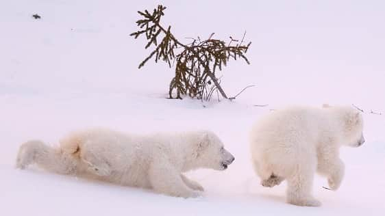 National Geographic Travelさんのインスタグラム写真 - (National Geographic TravelInstagram)「Photo by @daisygilardini | After three months spent in a small maternity den, polar bear cubs really enjoy playing in the open. The cubs don’t seem to care about the cold, even with temperatures dropping as low as -40 °C. They love chasing each other and play-fighting. Playing is important as it helps develop the various skills and agilities necessary to survive the extreme Arctic environment. This past March, I had the privilege of observing this family for after they emerged from their den. From the cubs’ behaviour we could guess that one was a male and the other a female. The female was much more shy, always following and cuddling with mama, while the male was always bugging the little sister and biting mama’s ears. A real trouble-maker! It just fills my heart with hope to see these healthy,  newborns play so joyfully! Follow me @daisygilardini for more images and behind-the-scenes stories. #polarbear #wapusknationalpark #conservation」7月23日 4時42分 - natgeotravel