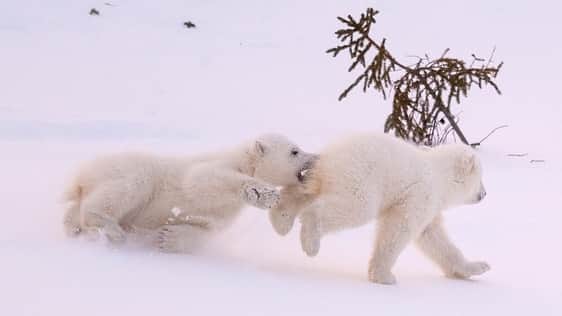 National Geographic Travelさんのインスタグラム写真 - (National Geographic TravelInstagram)「Photo by @daisygilardini | After three months spent in a small maternity den, polar bear cubs really enjoy playing in the open. The cubs don’t seem to care about the cold, even with temperatures dropping as low as -40 °C. They love chasing each other and play-fighting. Playing is important as it helps develop the various skills and agilities necessary to survive the extreme Arctic environment. This past March, I had the privilege of observing this family for after they emerged from their den. From the cubs’ behaviour we could guess that one was a male and the other a female. The female was much more shy, always following and cuddling with mama, while the male was always bugging the little sister and biting mama’s ears. A real trouble-maker! It just fills my heart with hope to see these healthy,  newborns play so joyfully! Follow me @daisygilardini for more images and behind-the-scenes stories. #polarbear #wapusknationalpark #conservation」7月23日 4時42分 - natgeotravel
