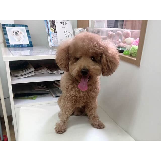 三島ゆかりさんのインスタグラム写真 - (三島ゆかりInstagram)「うちの可愛い愛犬りんごをやっとこトリミングに連れて行ってあげれました🐕✂️ もしゃもしゃも好きやし私が忙しくて行けなかったこともあり、少し前から間が空いてしまいましたが綺麗さっぱり夏仕様にしてもらいました💖👍 体が細くなったのでガリガリで実は切りたてはあんまり好きじゃないですww😂 でも結果なんでも可愛いんで←親バカ🍎 世界で一番愛おしいです✨✨ #dog #doglove #trimming #cut #トイプードル #オス #りんご #愛犬 #かわいい #もしゃもしゃ #スリム #ガリガリ #何でもかわいい #親バカ #犬好きな人と繋がりたい #followｍe」7月23日 15時41分 - apple340